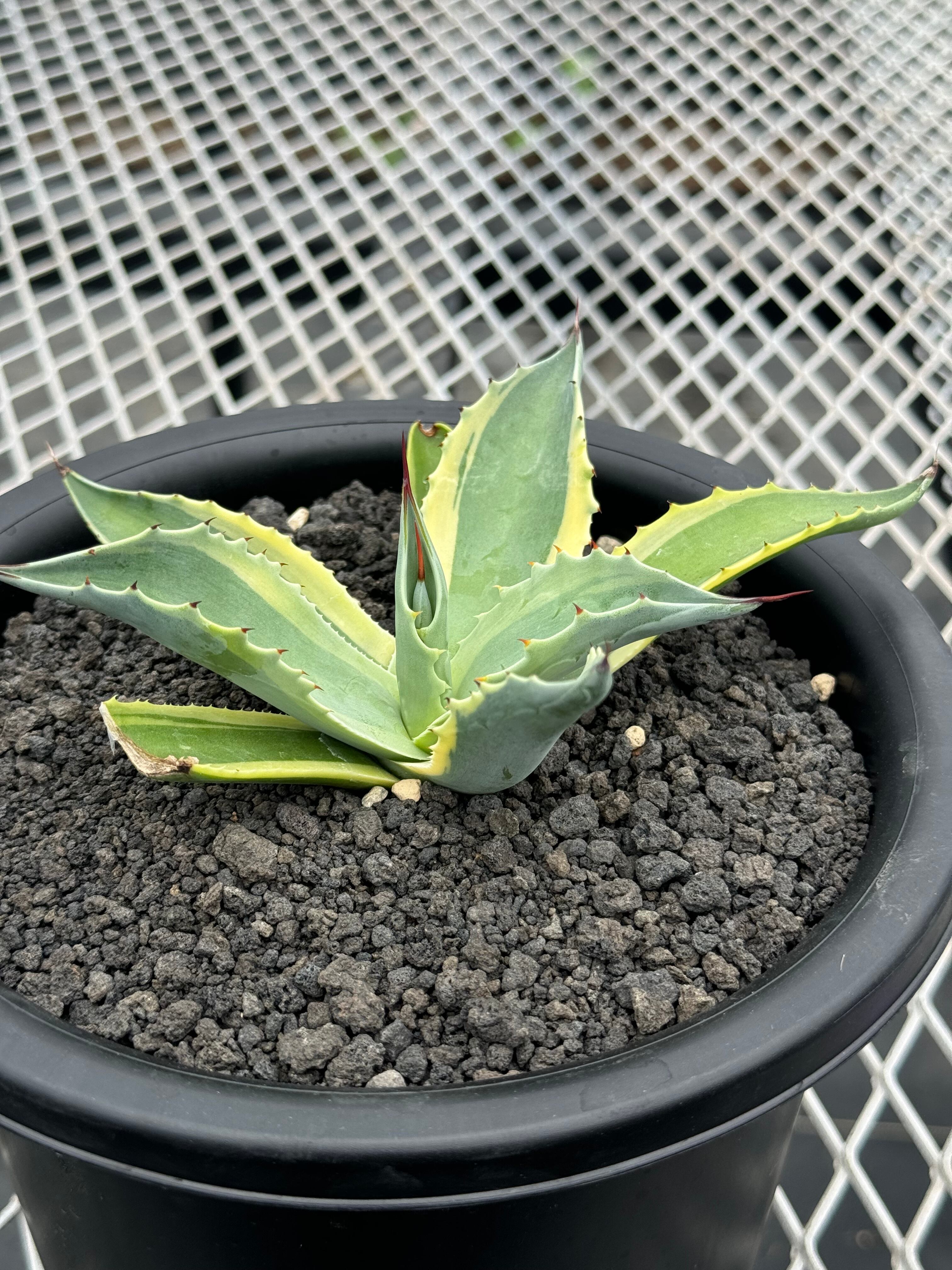 現品】アガベ・オバティホリア（オバティフォリア） 10号鉢 f34番