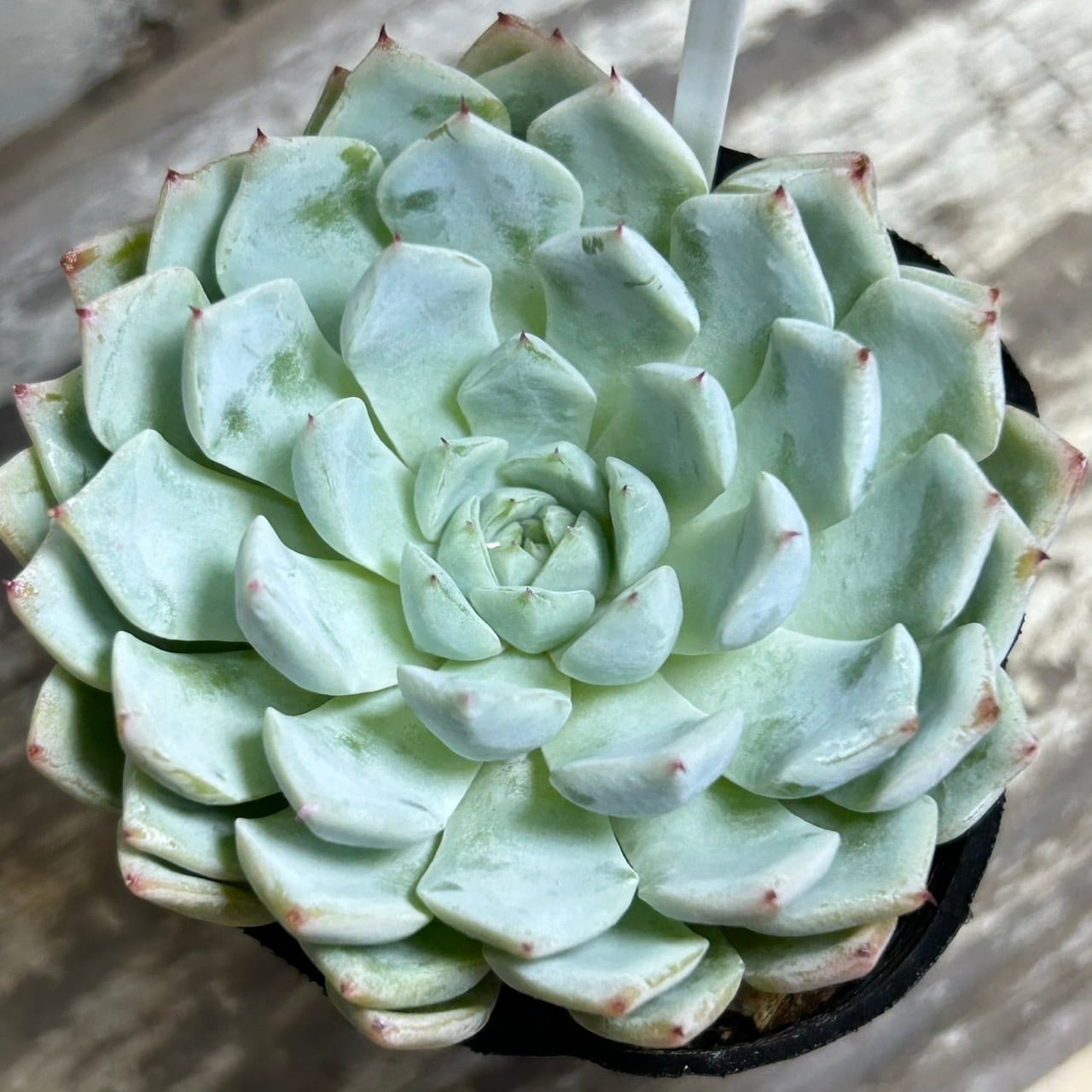 ホワイトザラゴーサ | RuPo 多肉植物専門店