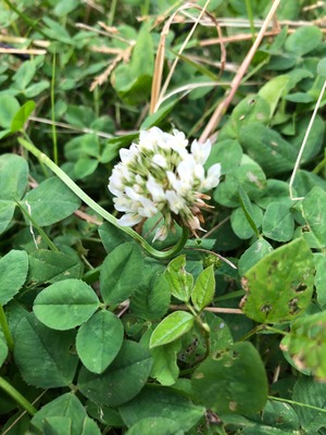 シロツメクサの花(クローバー)600g 非加熱