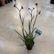 カンガルーポー【1037】