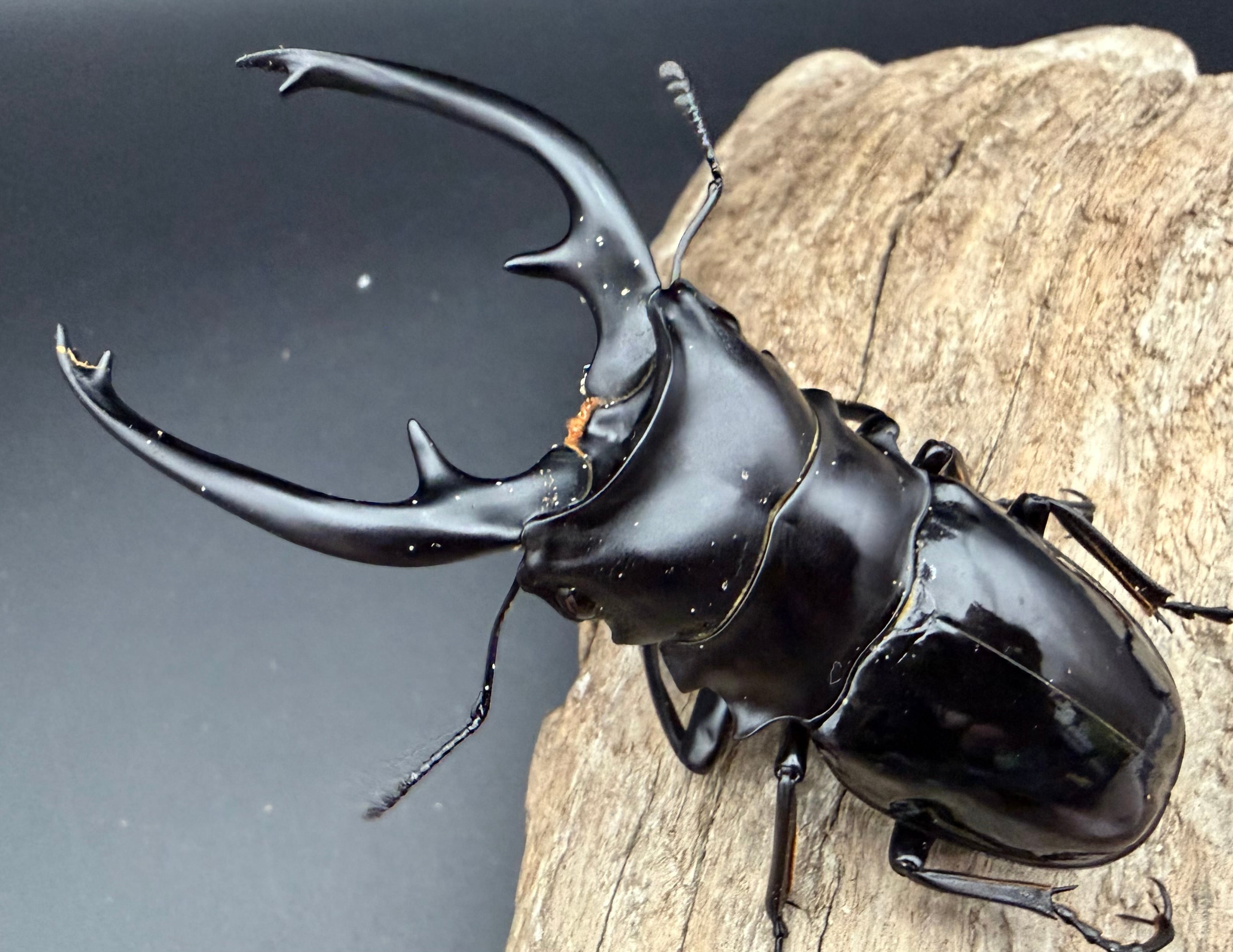 WD】《インターメディアツヤクワガタ ネグロス島産 93mm ペア》 | KPW