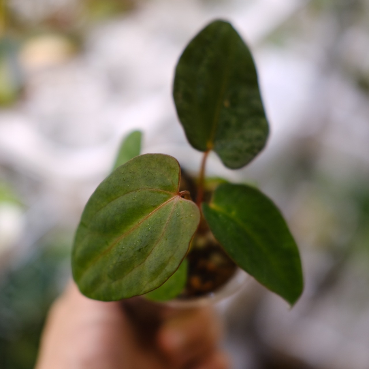 アンスリウム・ミシェル × エースオブスペード / Anthurium 'Michelle'× A. Ace of Spade│観葉植物