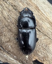 【WD】《アルキデスヒラタ ベンク－ル産 83.5mm ペア》