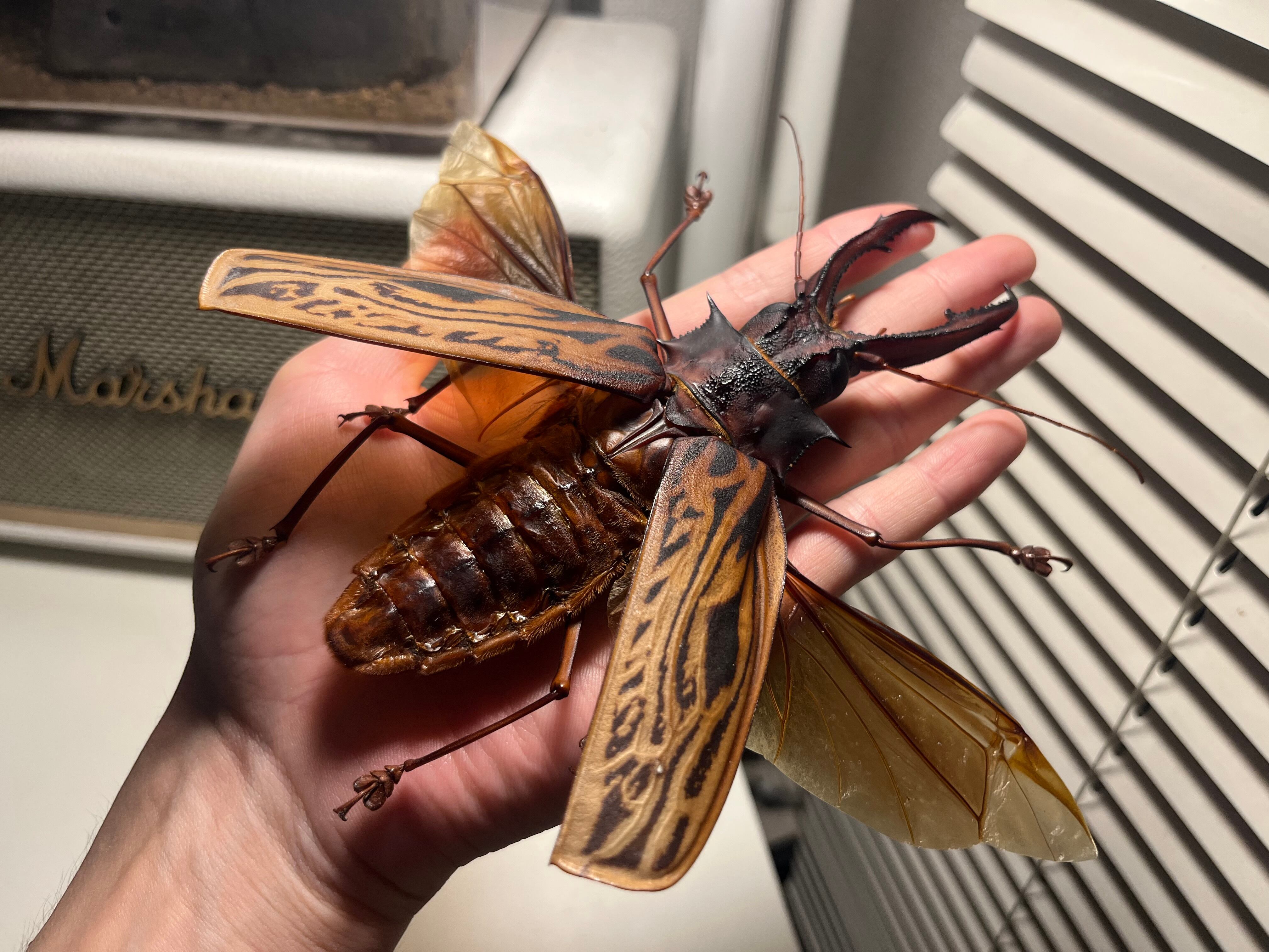 開翅155mm】オオキバウスバカミキリ 標本 Macrodontia cervicornis