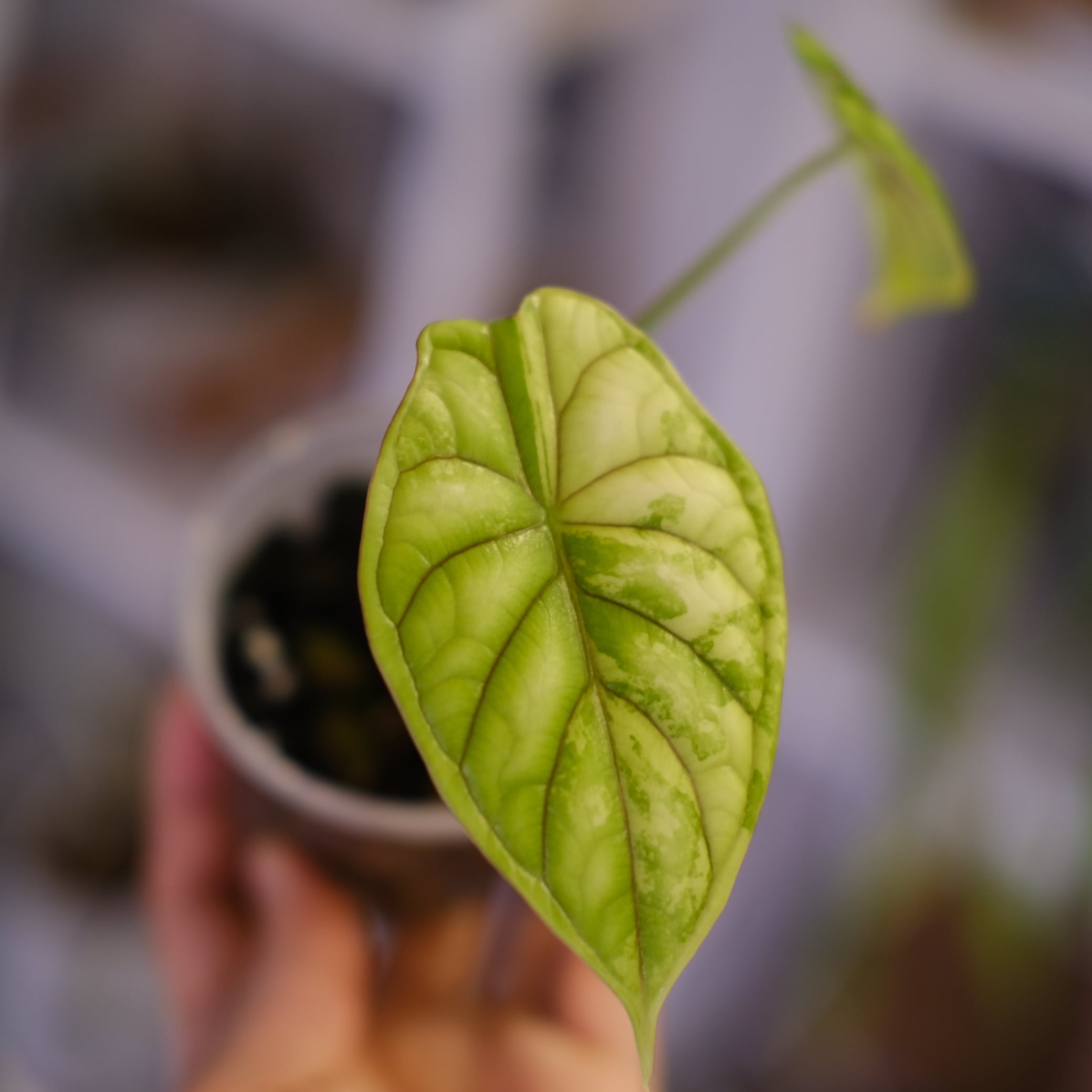 斑入りアロカシア / Premium Alocasia | tokyoplants (トーキョー