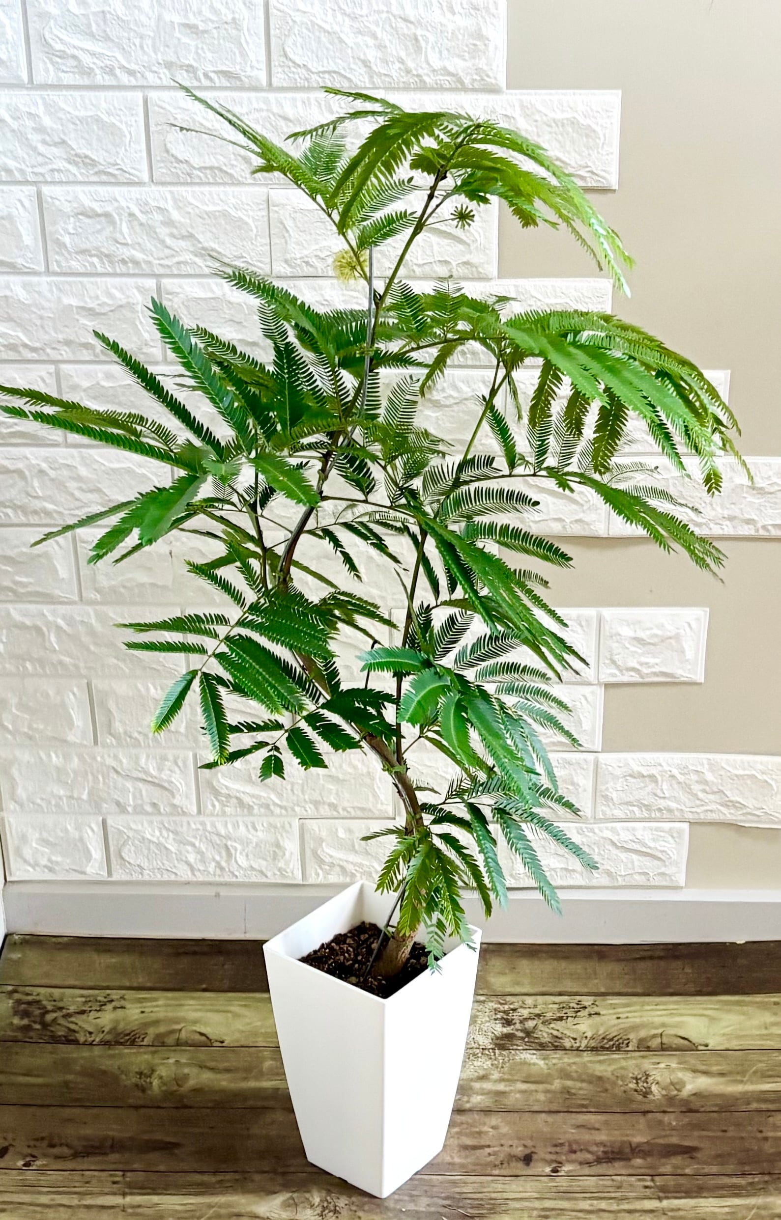 エバーフレッシュ⭐️曲がり⭐️観葉植物 | 観葉植物のお店 feerie