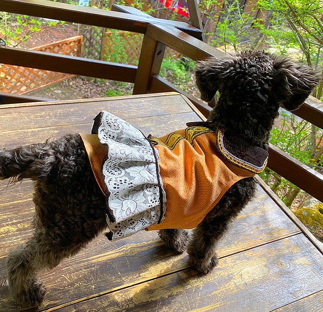 わんこ服小型犬用 S "オレンジ色の紬とおしゃれな襟＆スカート”A-5