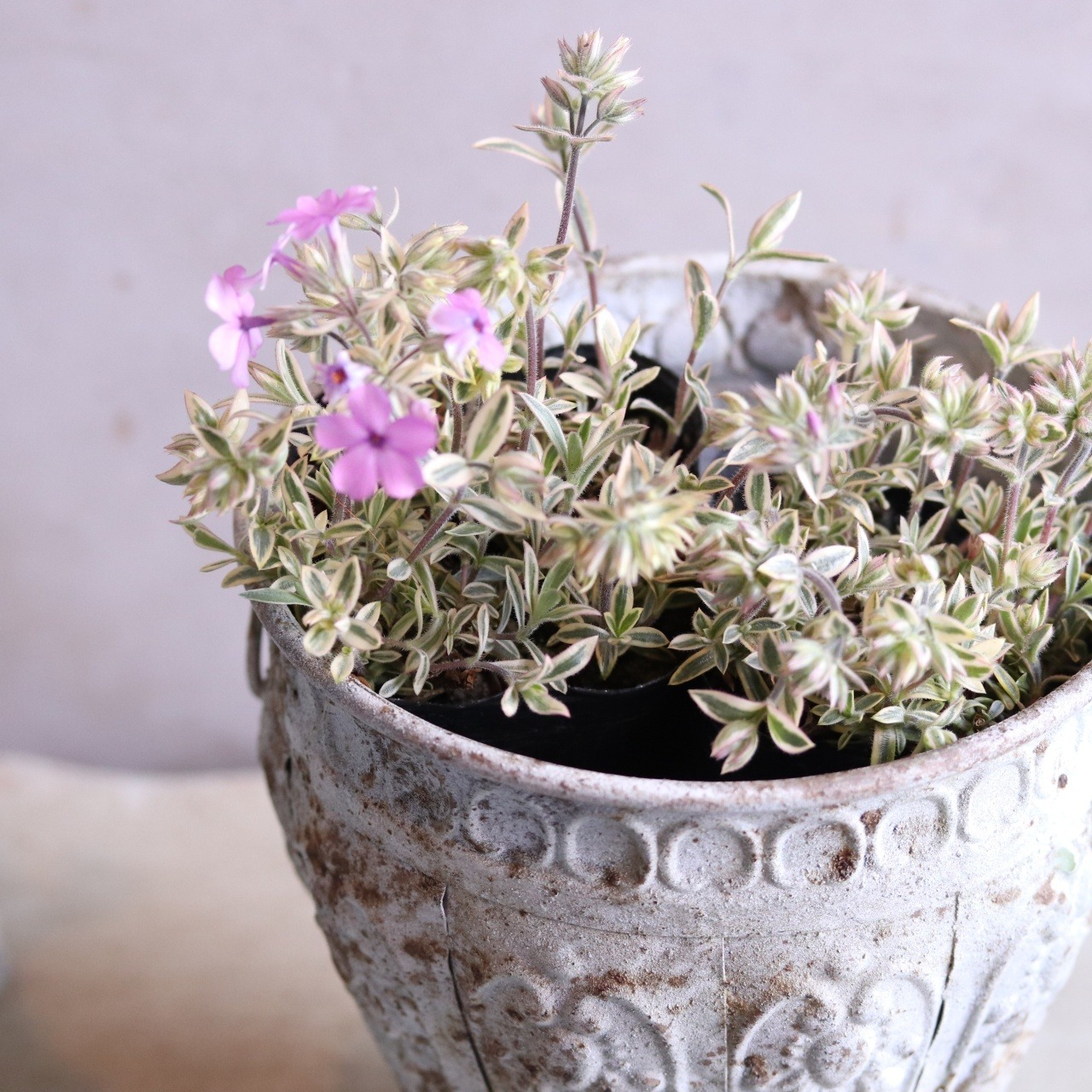 宿根フロックス プロクンベンス バリエガータ　寄せ植えにオススメ　ピンクのお花　庭、花壇にオススメ　丈夫　初心者にオススメ　