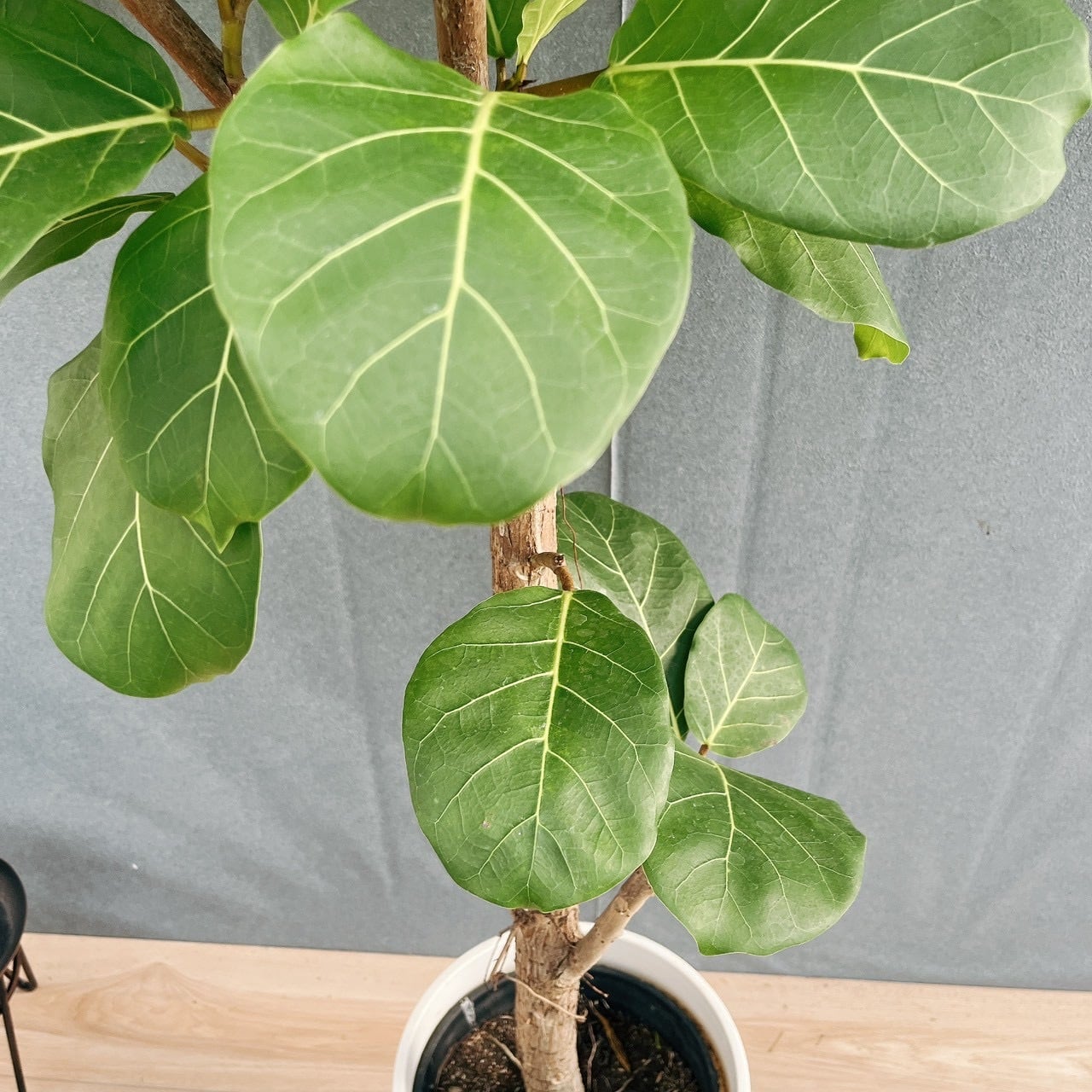 現品］【希少】44番 フィカス アフリカンプリンス 8号 観葉植物 室内