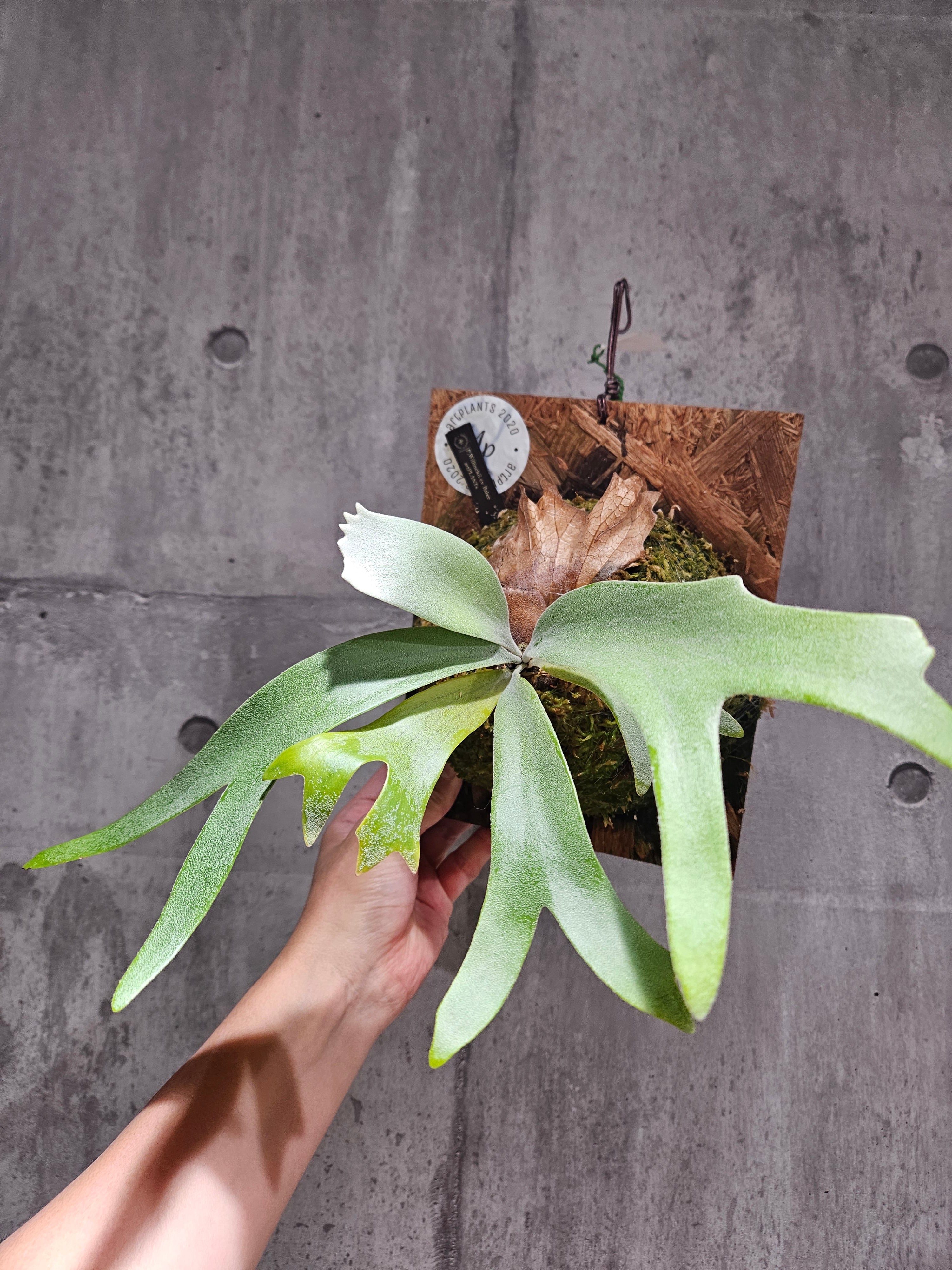 P. Willinckii cv. Balee (OC) 【artPLANTs/PLANTS GARAGE P. Willinckii cv. Balee (OC) 【artPLANTs/PLANTS GARAGE