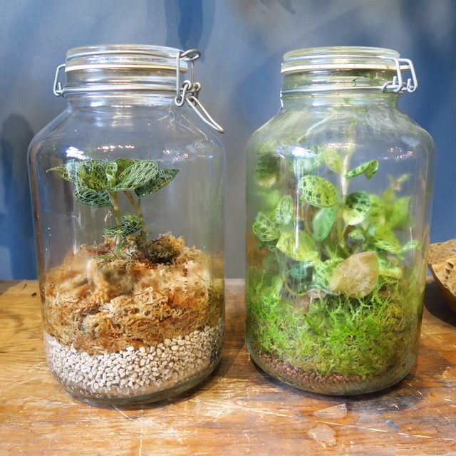 1月25日（日曜）放置植物つくりワークショップ