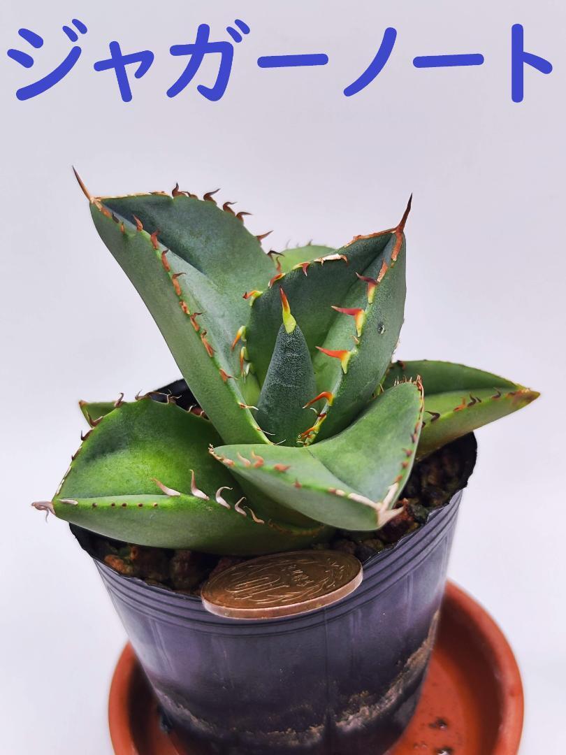 49アガベ チタノタ ジャガーノート 純血錦 極上斑入り黄中斑錦 鮮明錦