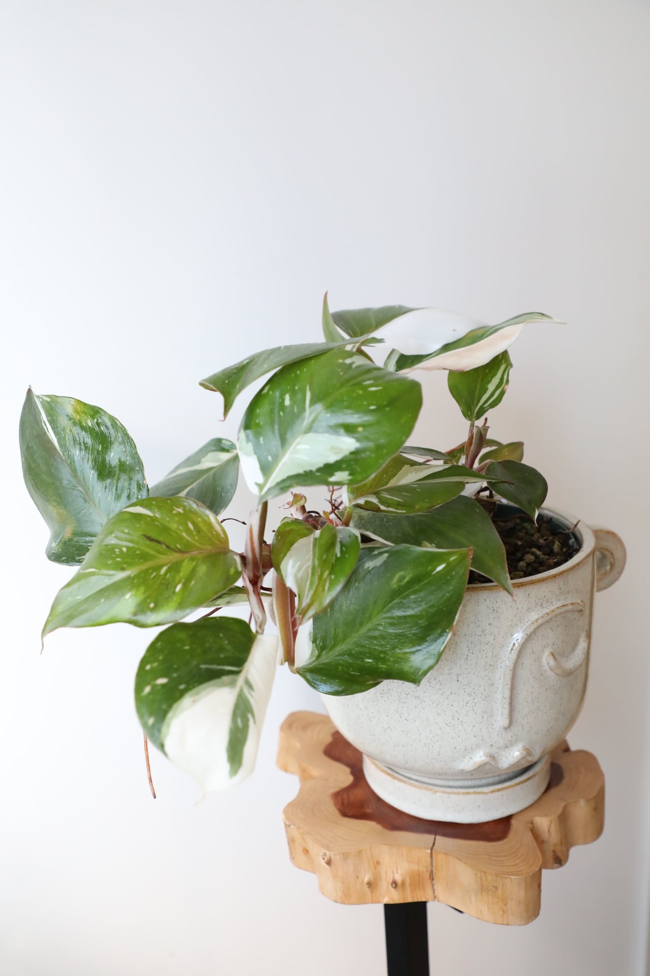 M】フィロデンドロン ホワイトナイト/Philodendron White Knight ※陶器