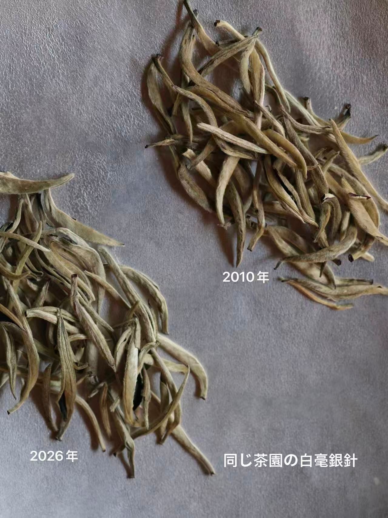 唐望の茶｜有機白毫銀針 organic Silver Needle 40g