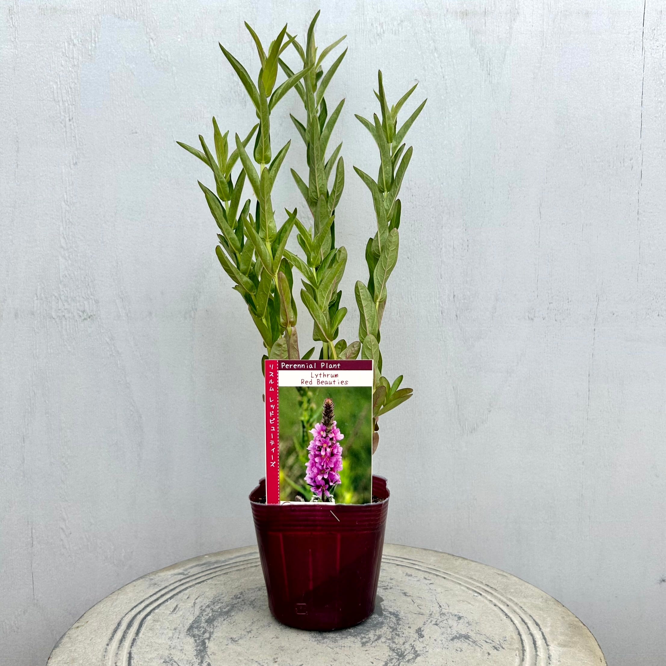 植物】 | フラワーガーデン泉 オンラインショップ