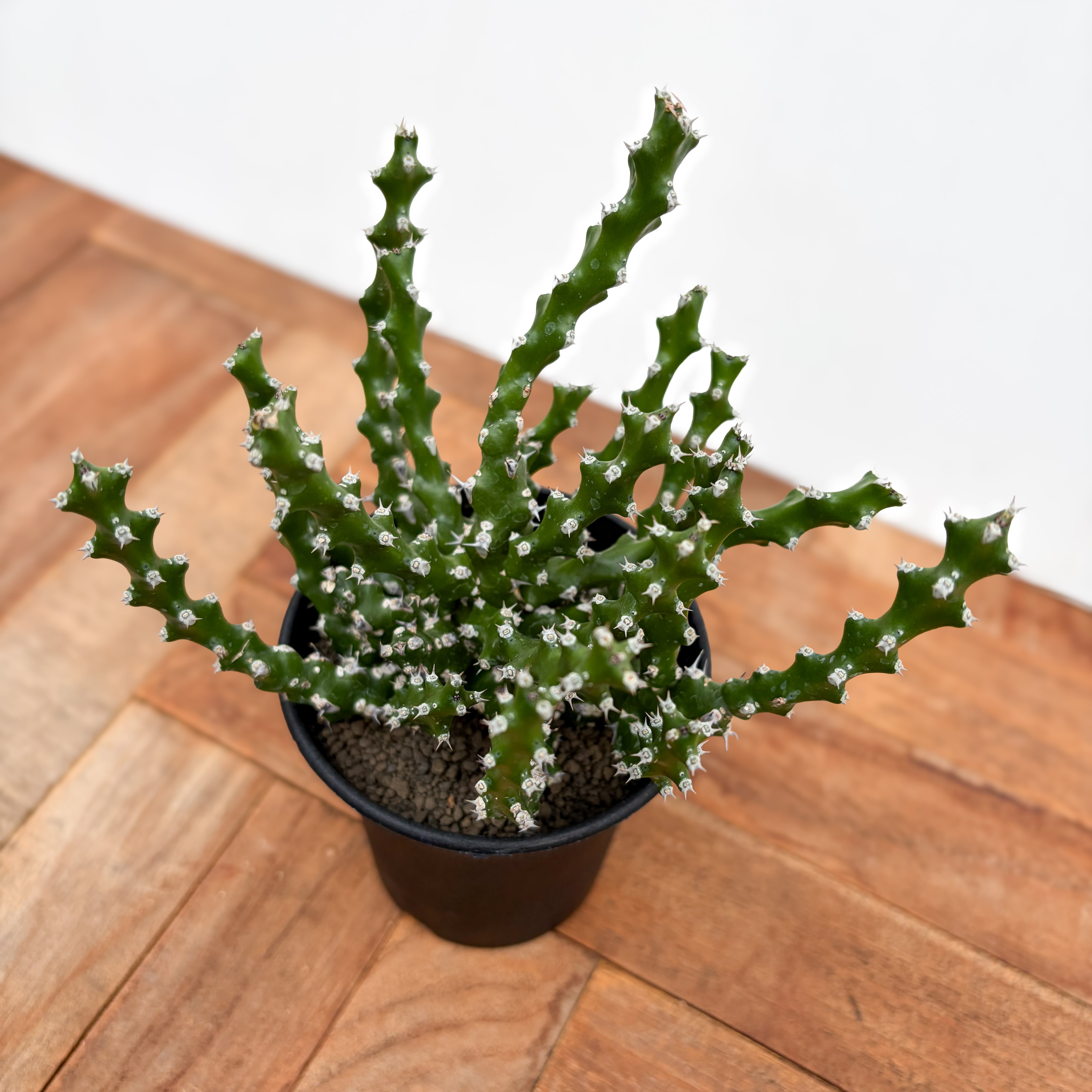 Euphorbia ramulosa【ユーフォルビア・ラムローサ】 | RIMO'S GREEN