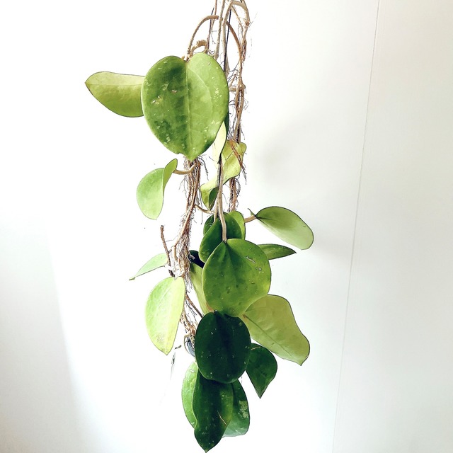 希少ホヤコレクション｜Hoya excavata（ホヤ・エクスカバータ）太陽園芸 × calm cafe
