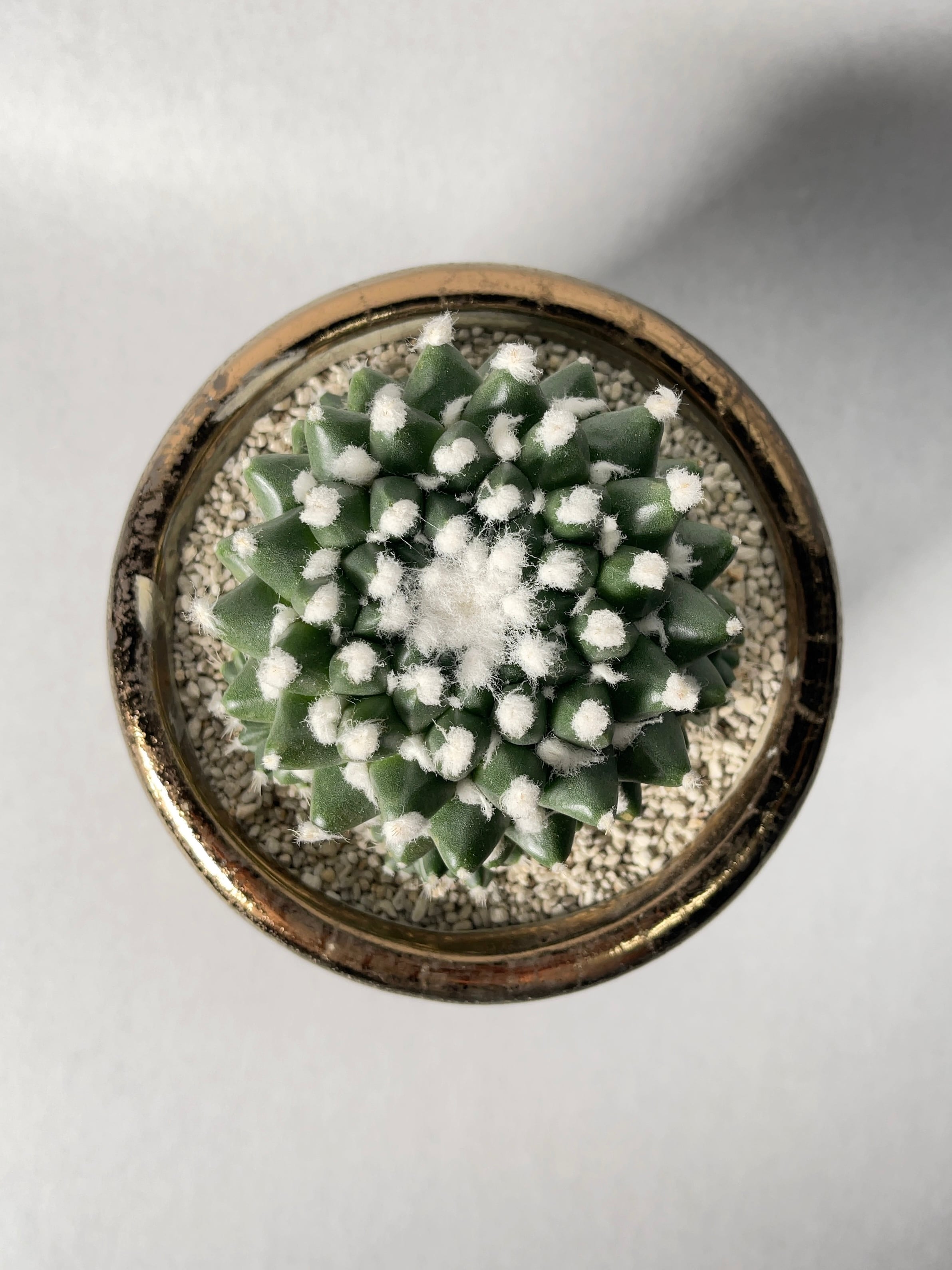 マミラリア・エルサム | trigger