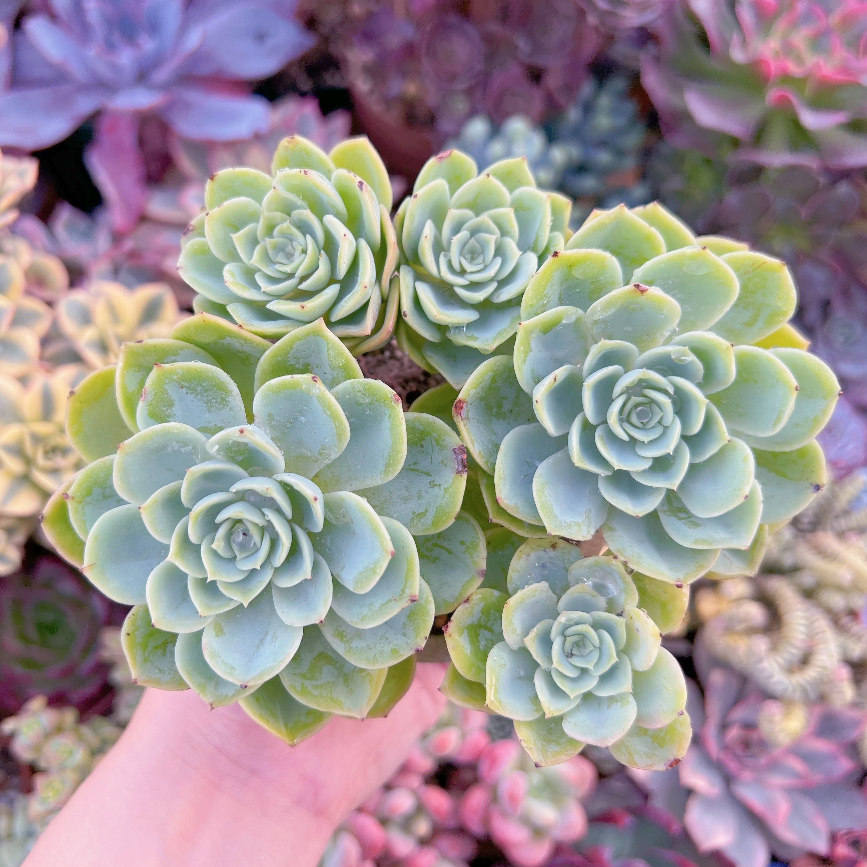 現品　メロン#F056　大群生　るる農園