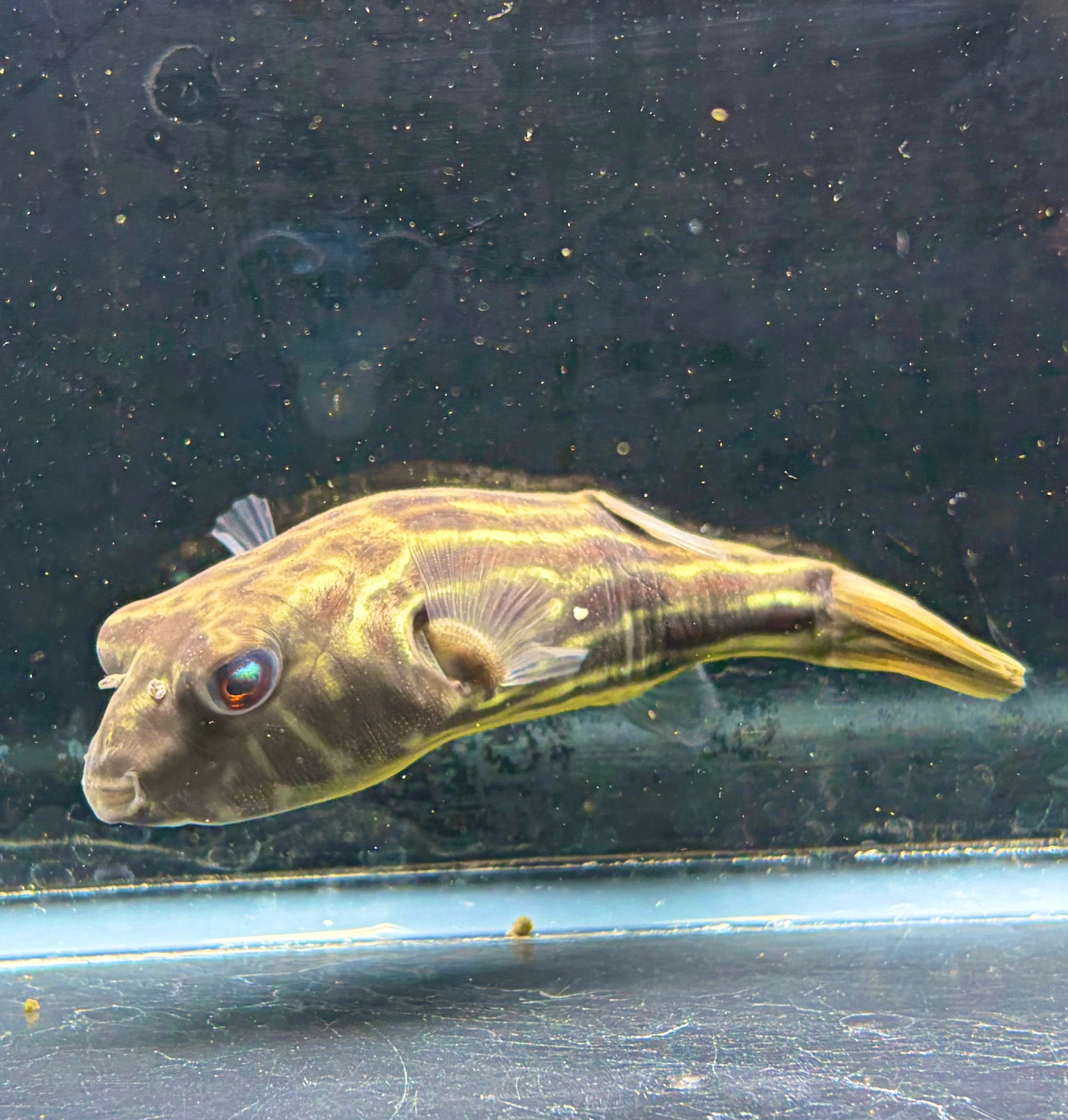 熱帯魚 淡水フグ スバッティ カテゴリ「スバッティ」に属する投稿［8件］ - 🐡淡水フグQ&A - 淡水