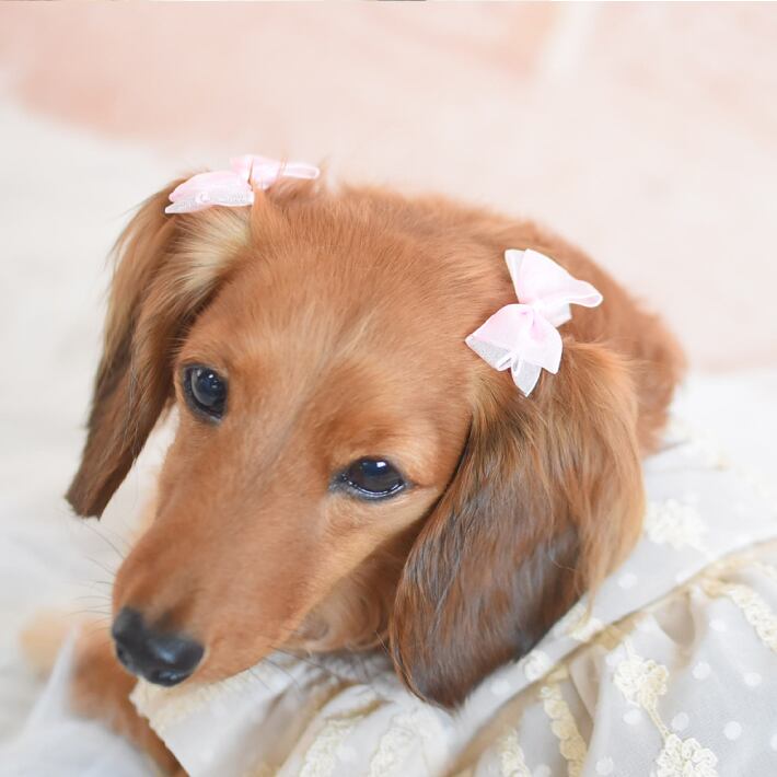 短毛シュシュ、ハロウィン限定、スイートロリータ(ブルー)わんちゃん猫