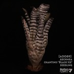 【reserved】Aechmea chantinii 'Black Ice' seedling〔エクメア〕現品発送A0089