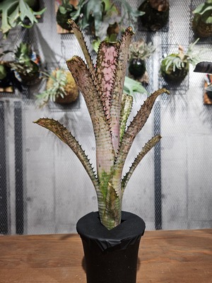 Billbergia. Kolan of Spring【artPLANTs/PLANTS GARAGE】   ビルベルギア/Billbergia