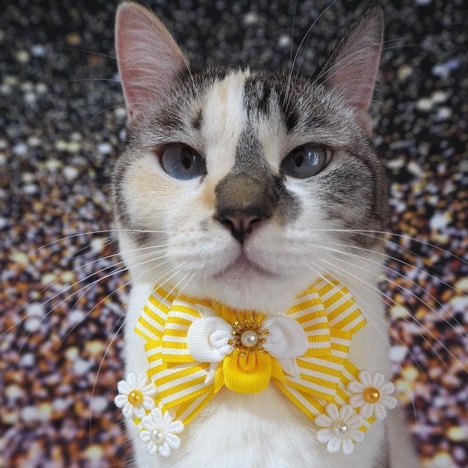 犬猫チョーカー 小サイズ しましま ネイビー リボン 犬用 猫用 数量