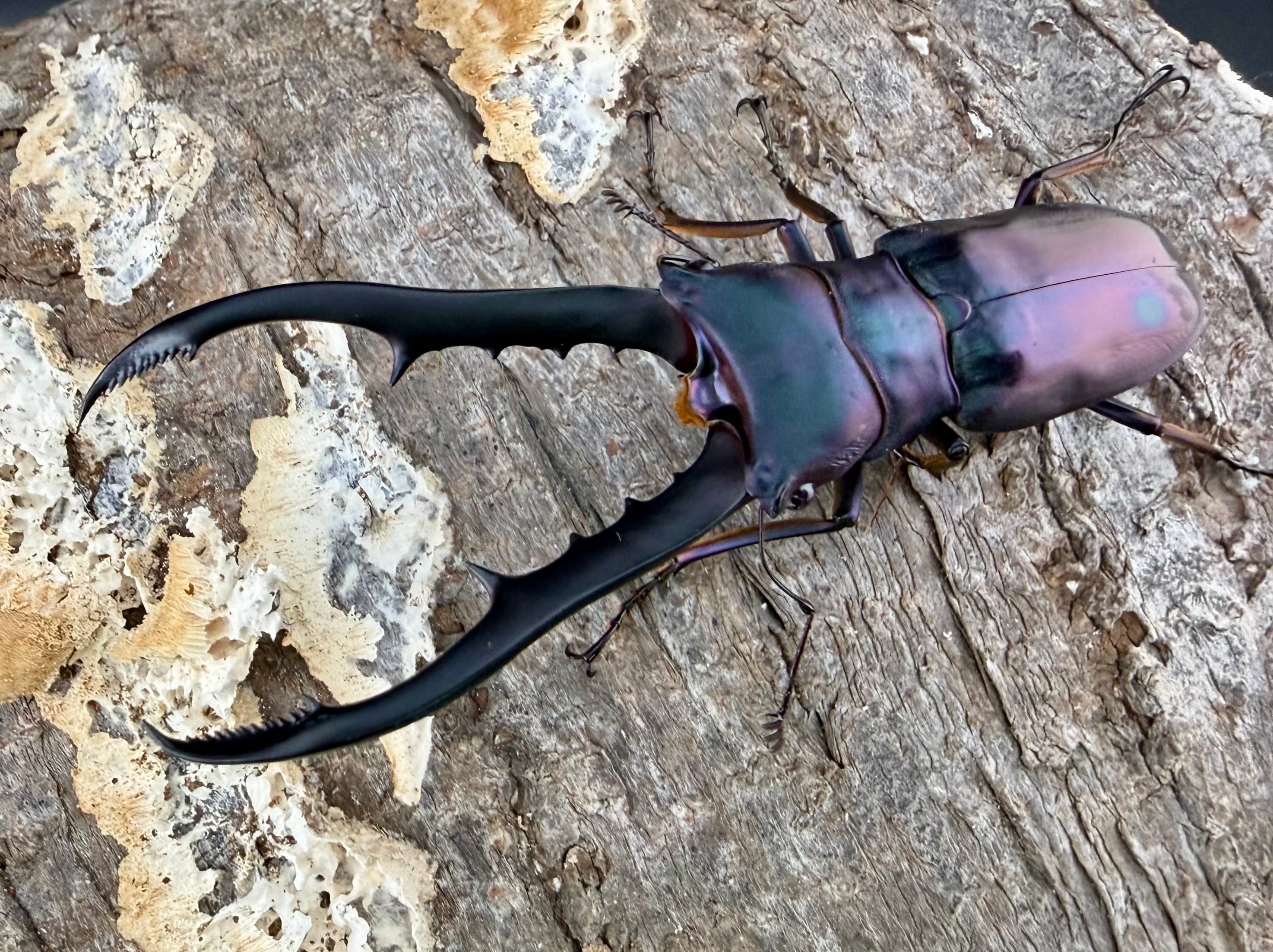 美麗】《メタリフェルホソアカ亜種フィナエ 70mm ペア》わたくわ氏