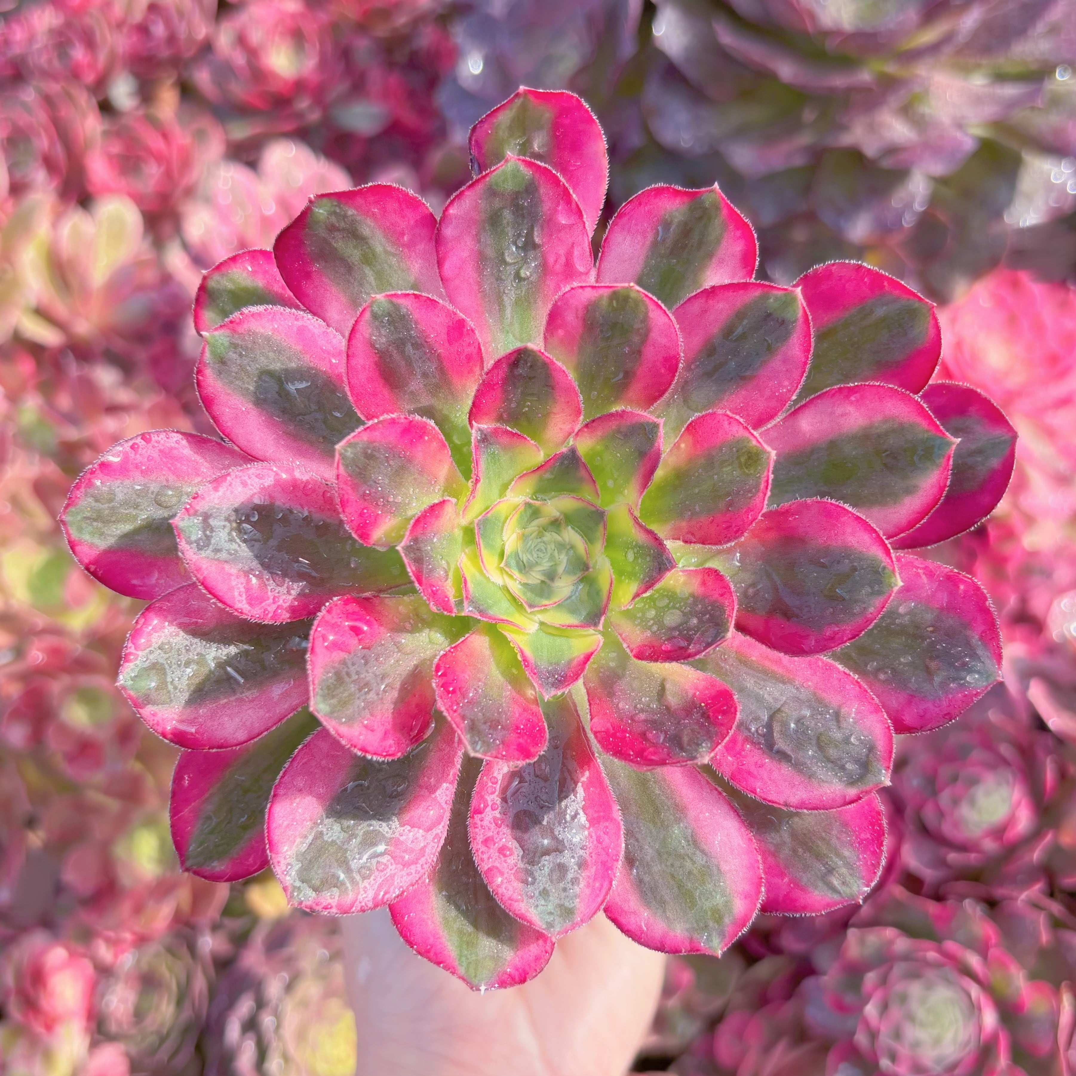 現品　魅影錦#K452(1点のみ)　群生　新入荷　るる農園