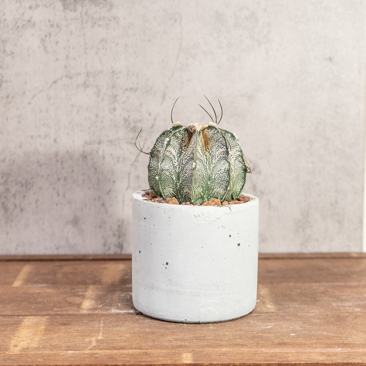 アストロフィツム・カプリコーン｜山羊の角のような湾曲した長い棘が美しい【手作りモルタル鉢仕立て】