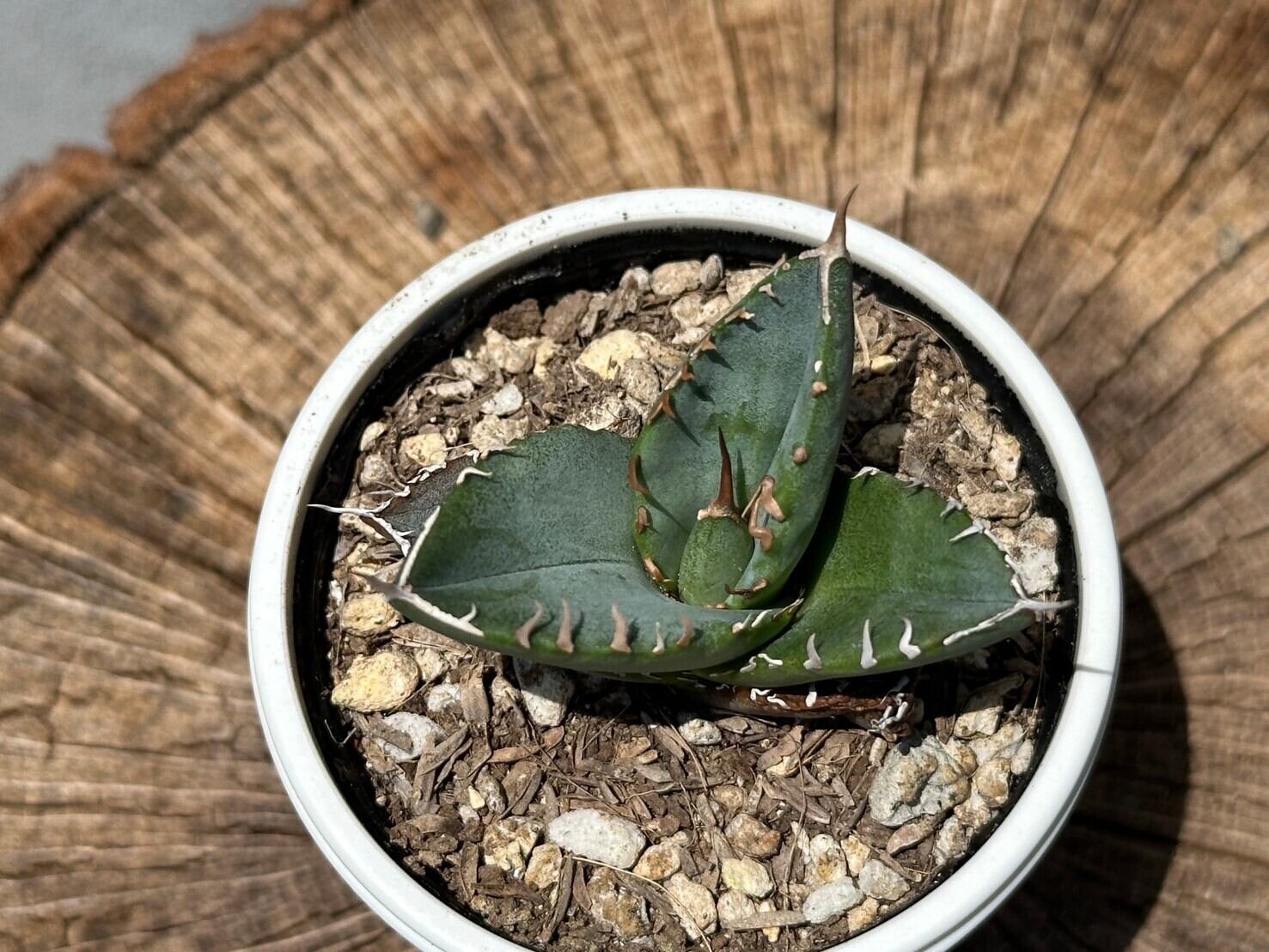 【 I-1】oteroi seedling ①