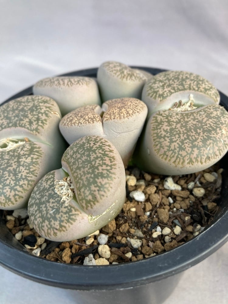 多肉植物・リトープス | 日本ライン花木センター