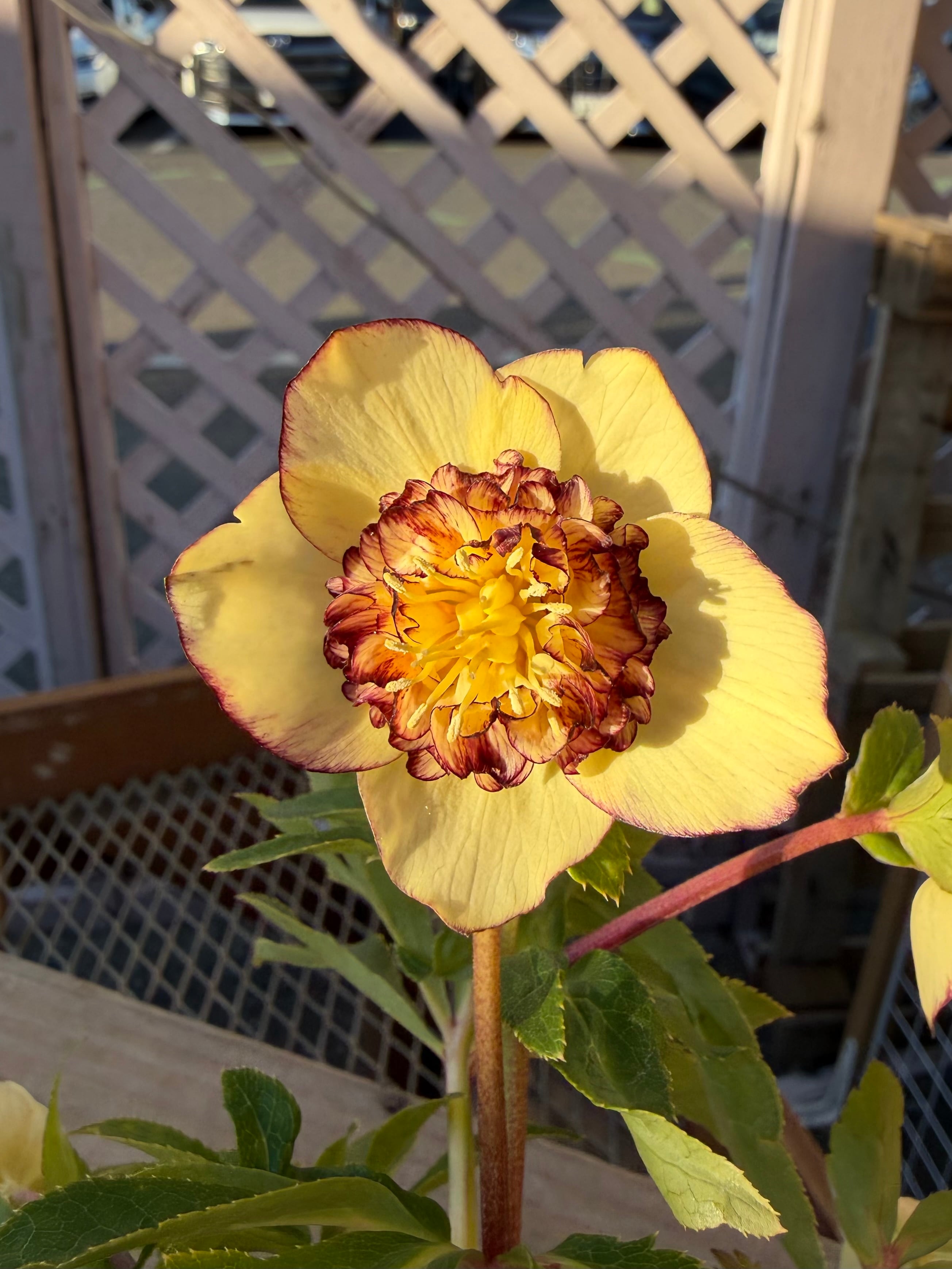 モーリー系バナナゴールド多弁sd 加藤農園 クリスマスローズ【Ka96