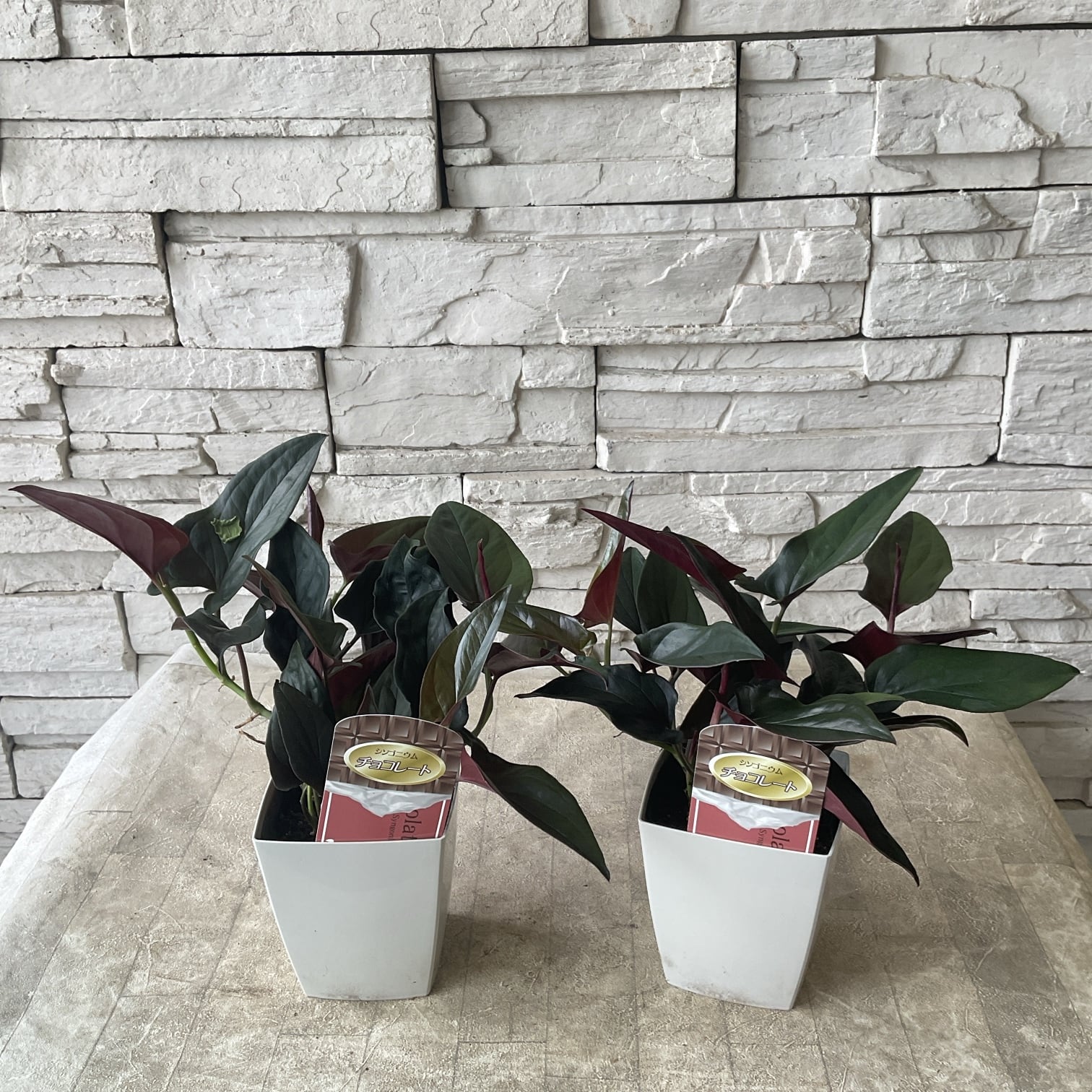 観葉植物】シンゴニウム チョコレート 4寸ポット | 橋本種苗園