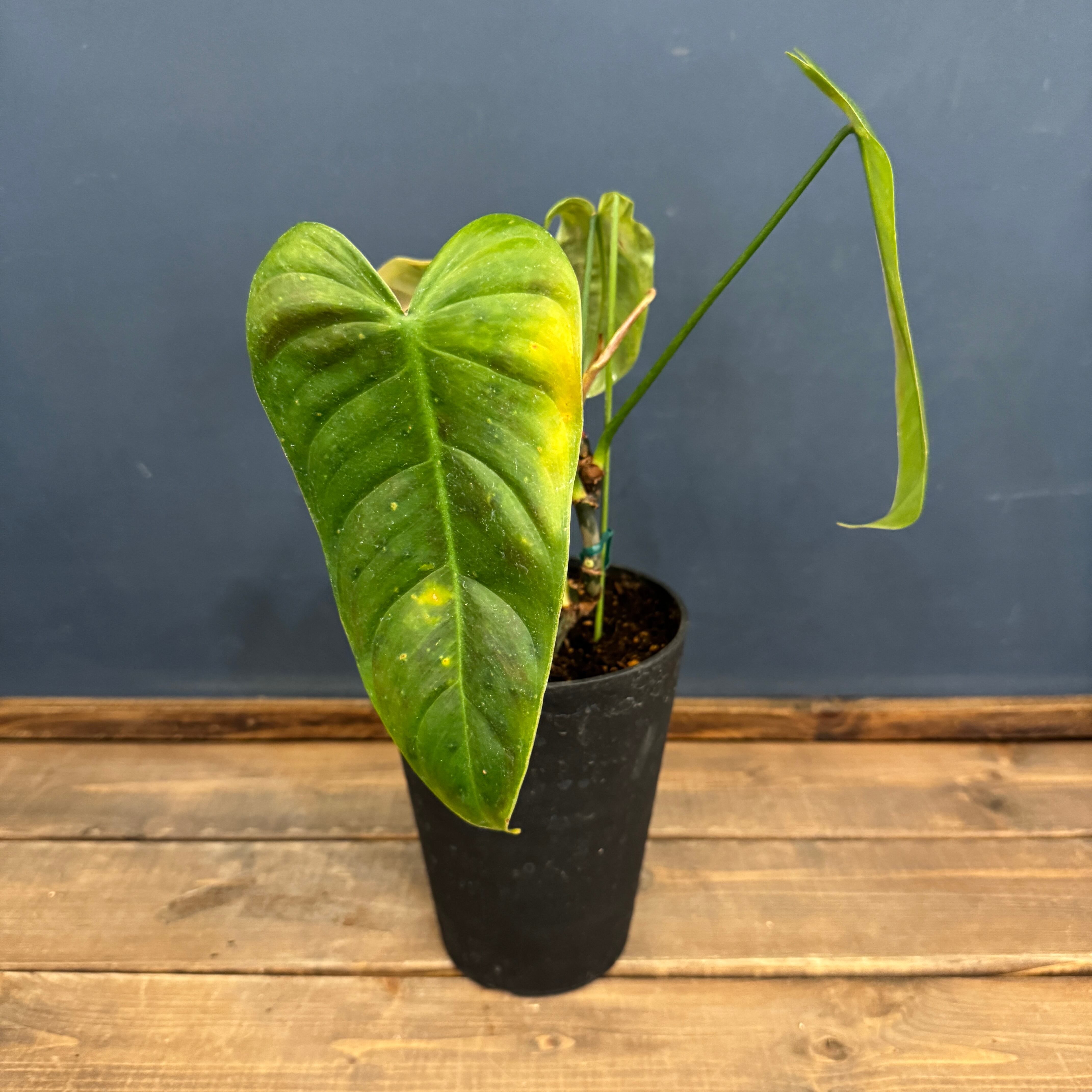 クリアランス】フィロデンドロン テヌー【122】 | PROTOLEAF プロトリーフ