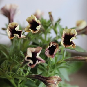 アンティークカラーの小さいお花ペチュニアシュバリエブライトナイト
