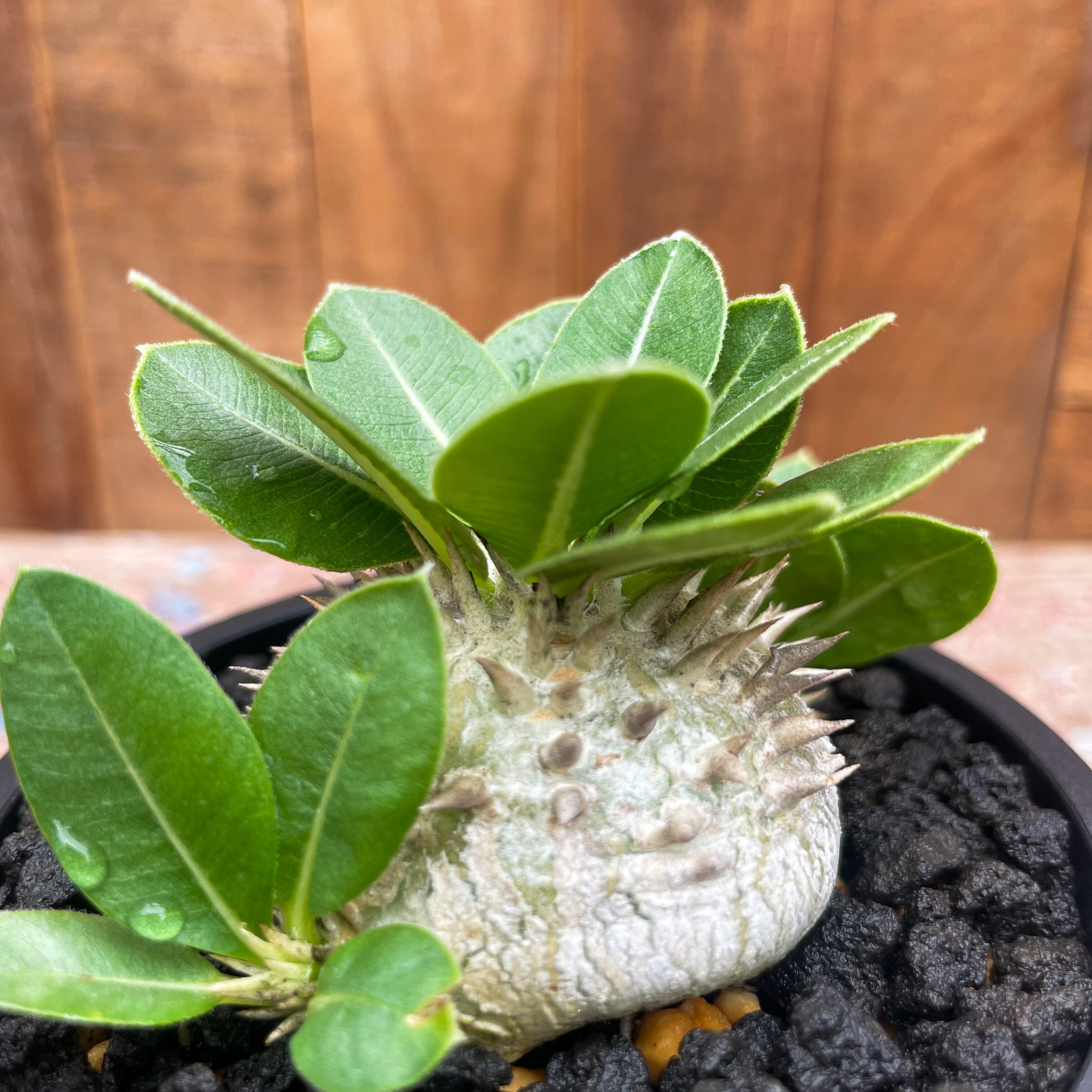 Pachypodium brevicaule【パキポディウム・ブレビカウレ・白花・実生