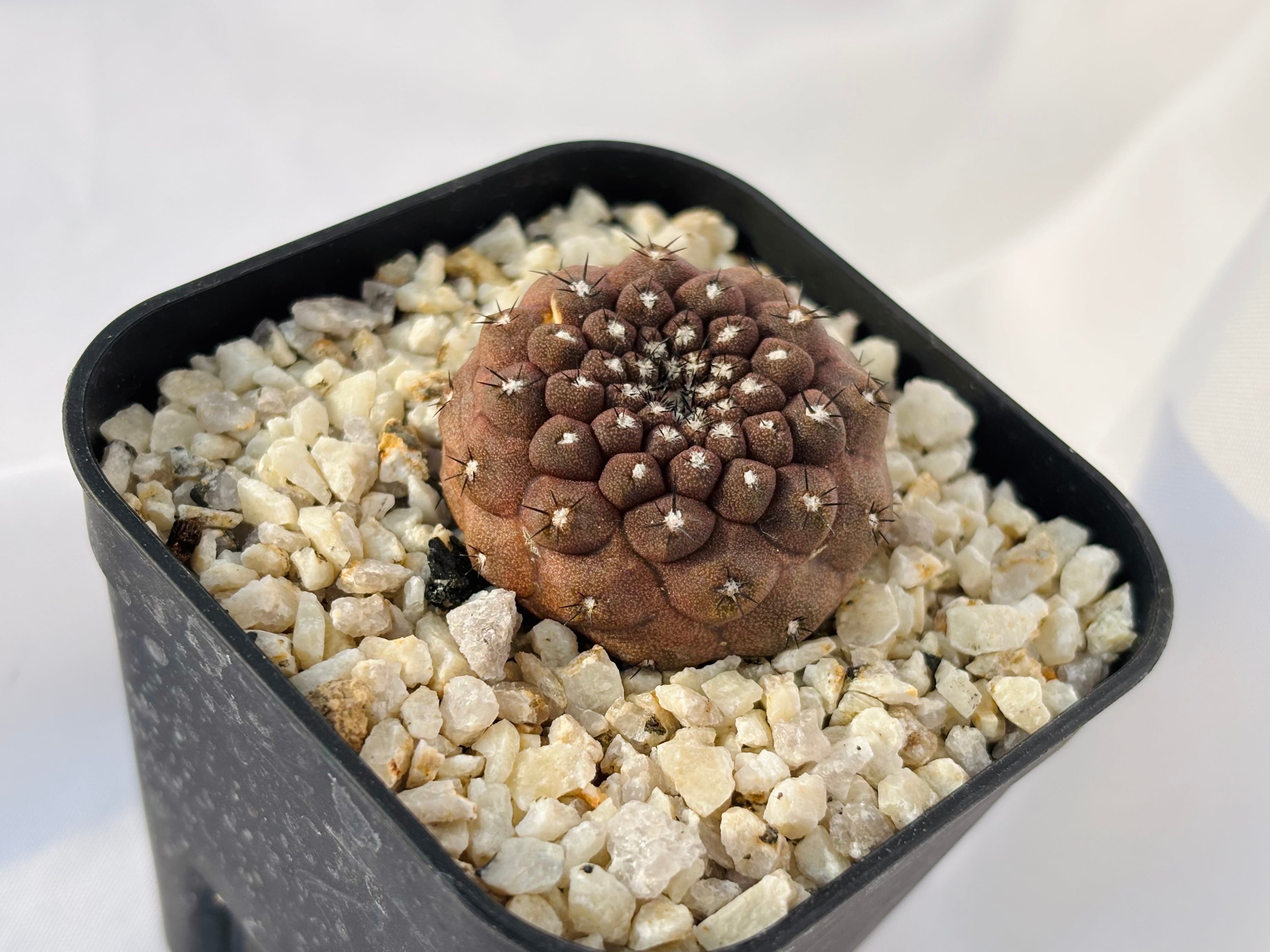 ヒポガエア コピアポア Copiapoa サボテン hypogaea リザードスキン 