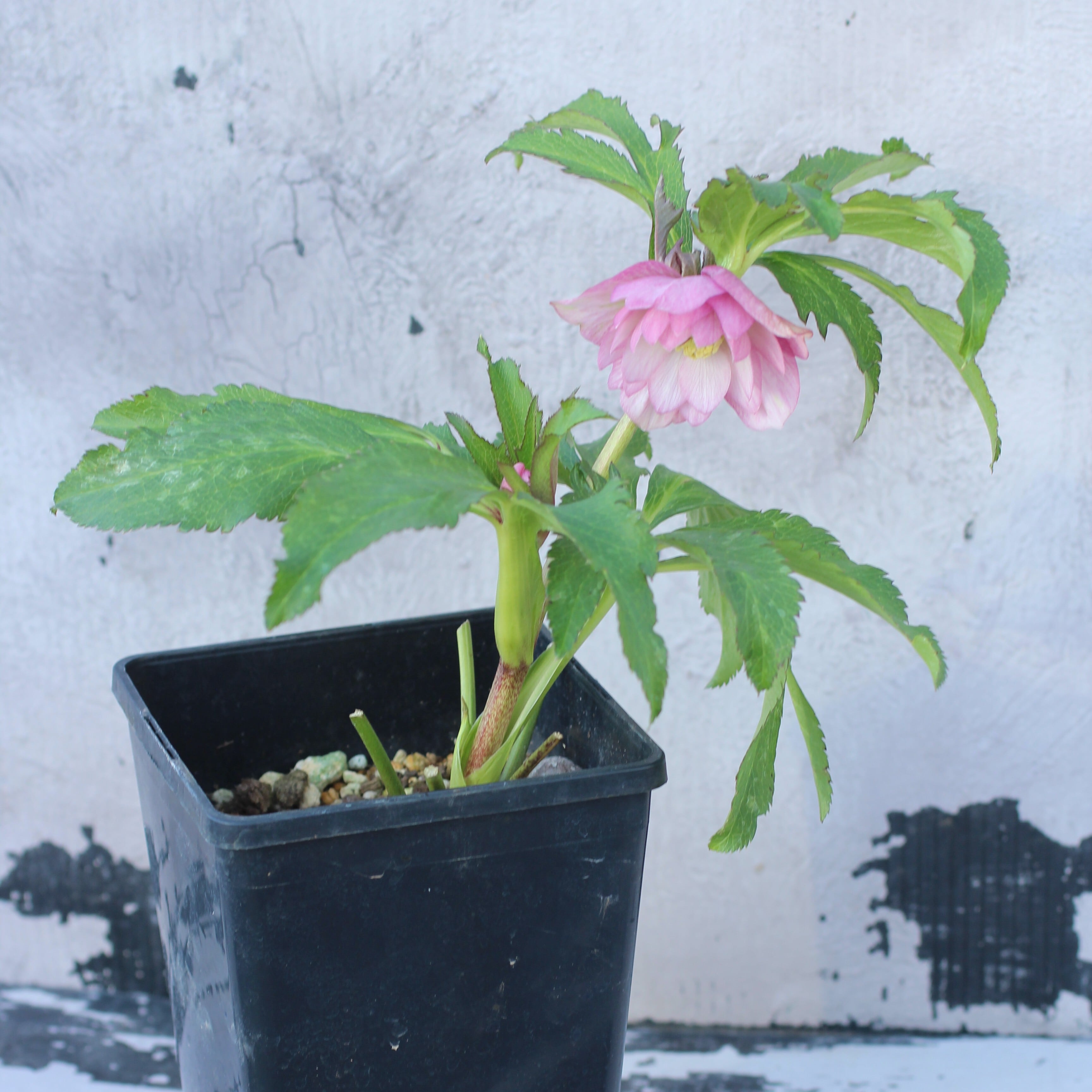 ウィンターローズ 2Fの増量 1点 WS26-022 クリスマスローズ ウィンターシンフォニー 春色ピンクダブル