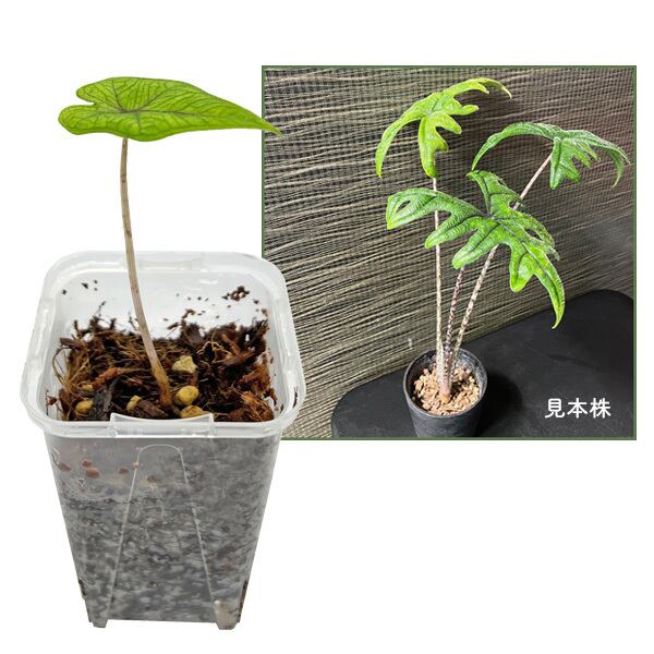 Nakayama Plants】Scindapsus bakudapati from Indonesia