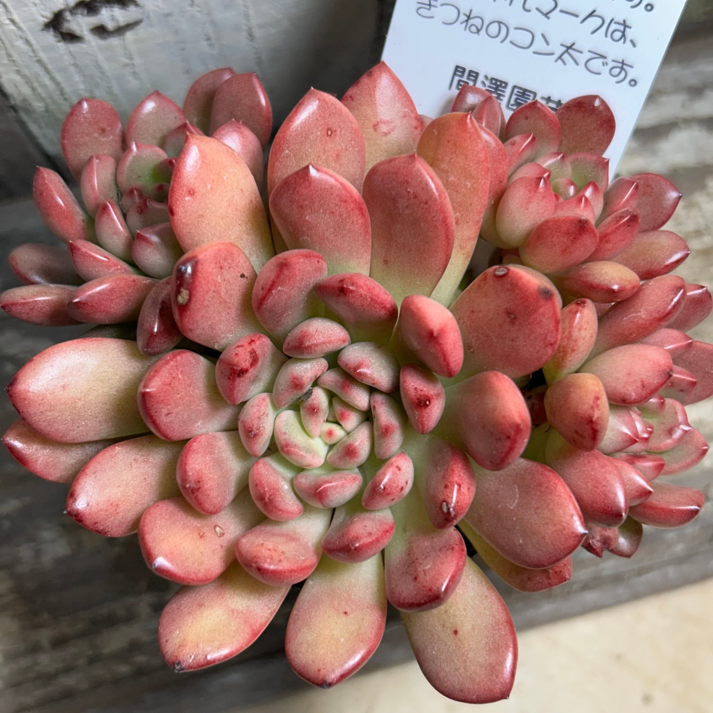ピンクルルビー(キツネのタグ | RuPo 多肉植物専門店