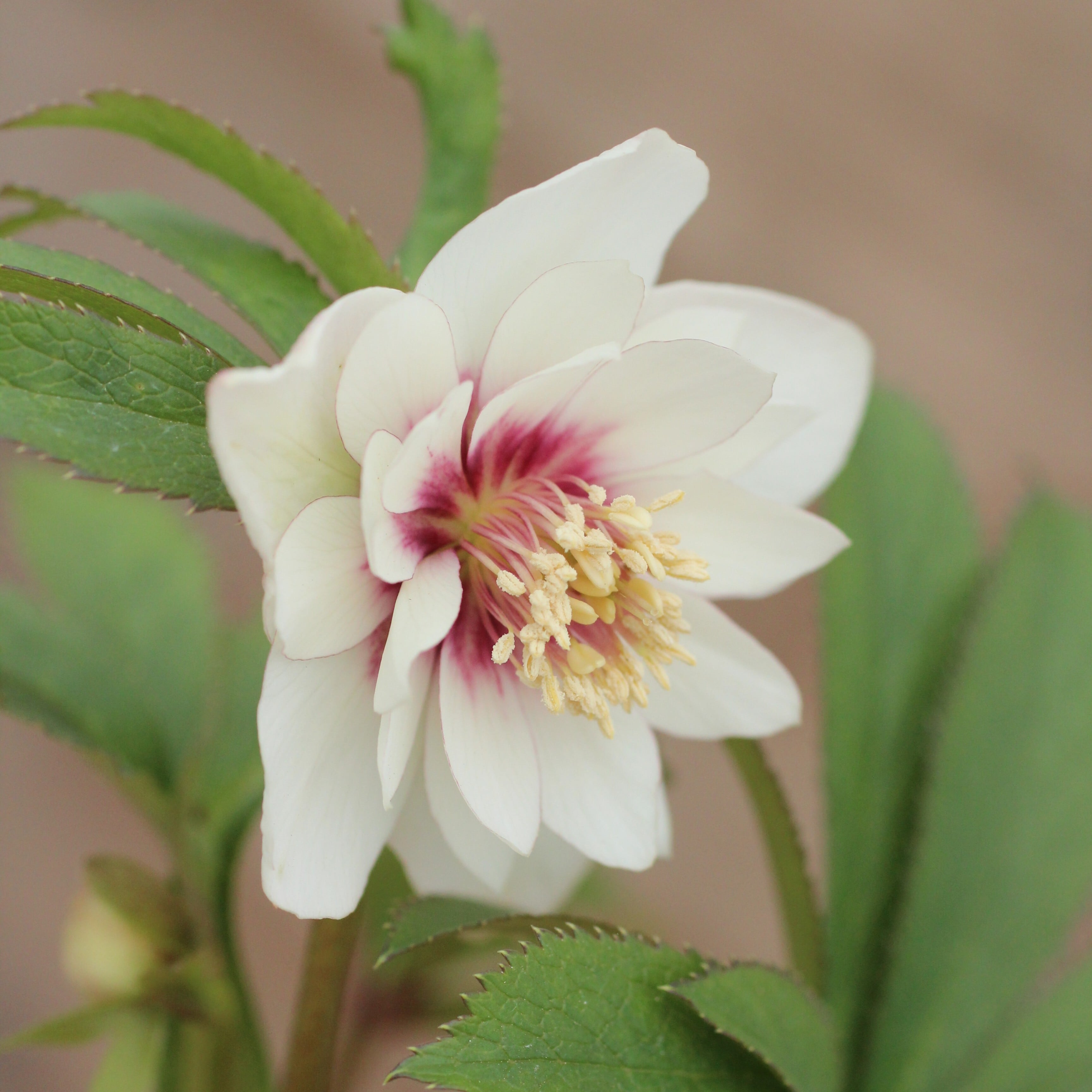 WS26-052 クリスマスローズ ウィンターシンフォニー 静ダブル