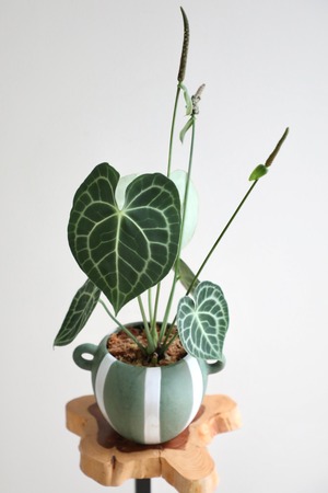 【M】アンスリウム クラリネルビウム/Anthurium ※土不使用