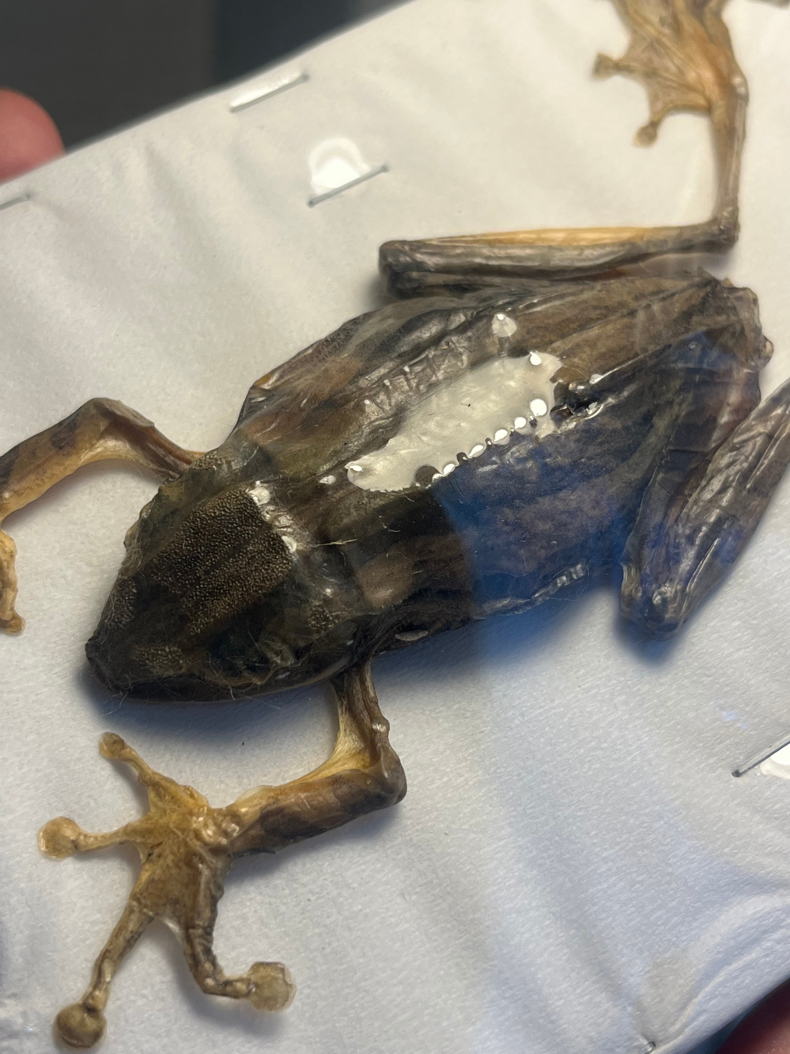 蛙標本】水かきが美麗なカエル イエアメガエル ミルキーフロッグ