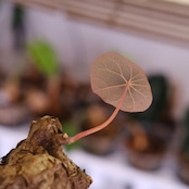 Stephania kaweesakii│ステファニア カウィーサキー│観葉植物