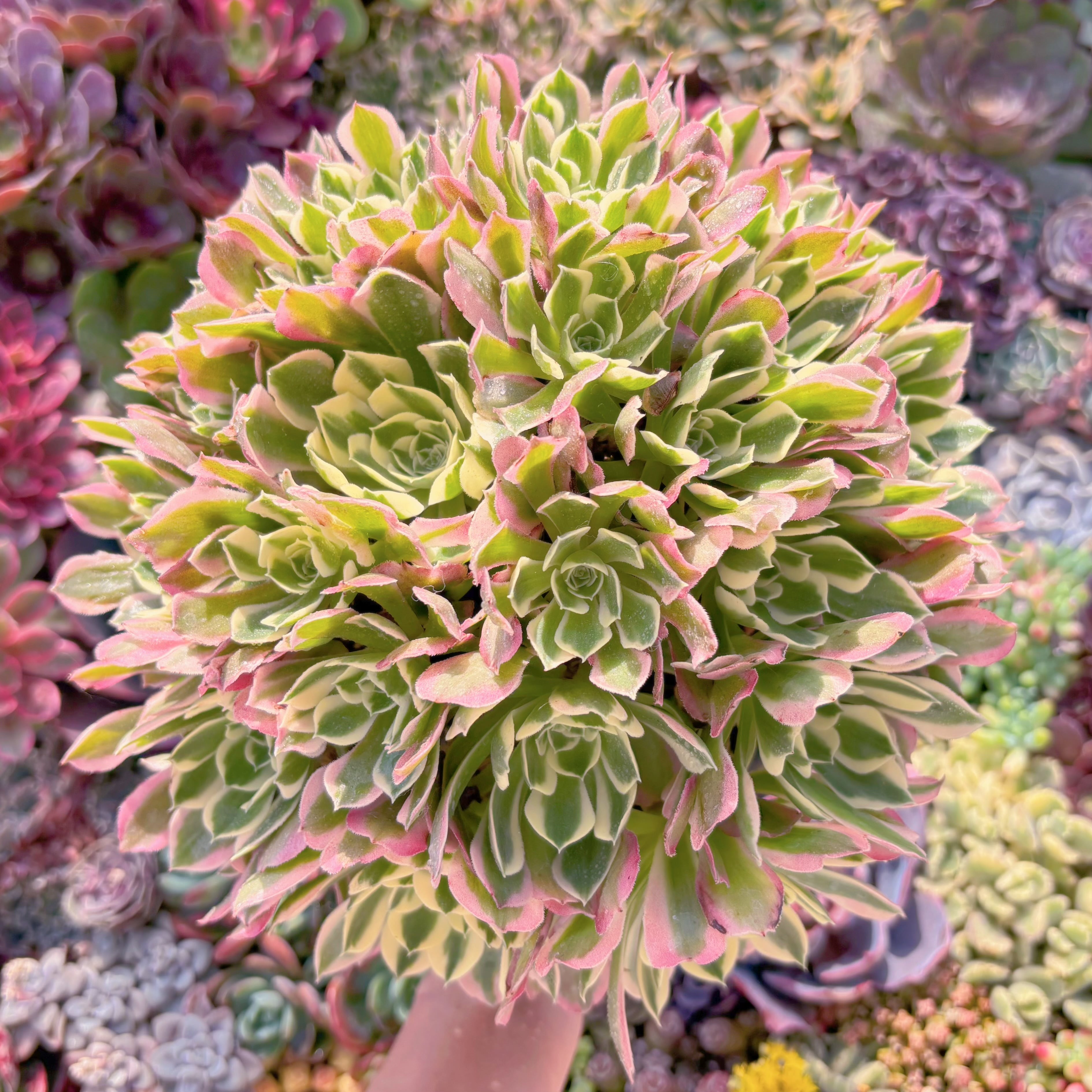 現品　白鳳錦#771　特特大群生　るる農園