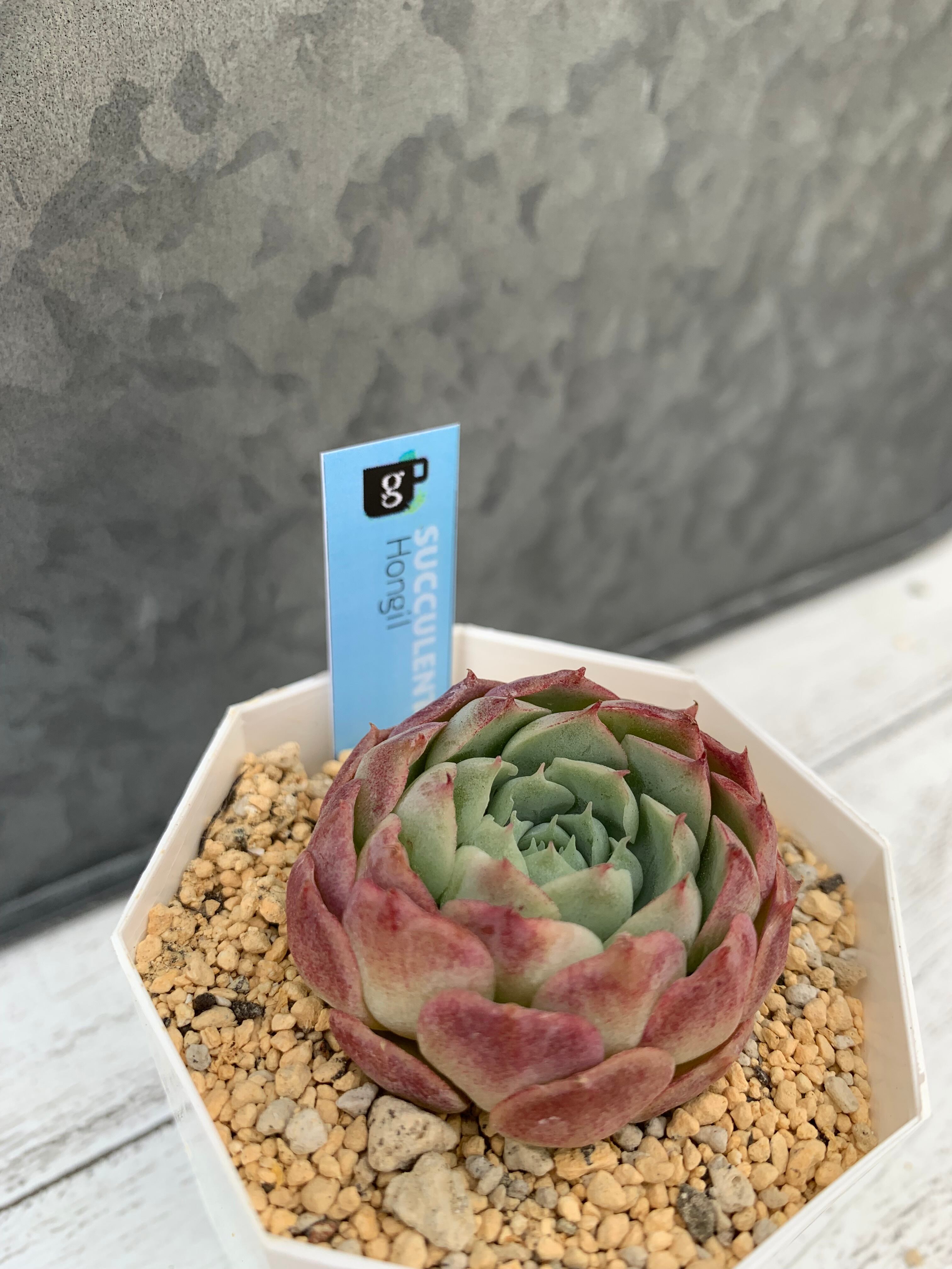 韓国苗 60苗ちびちゃん詰め合わせ！多肉植物 MIX苗 【多肉植物説明書