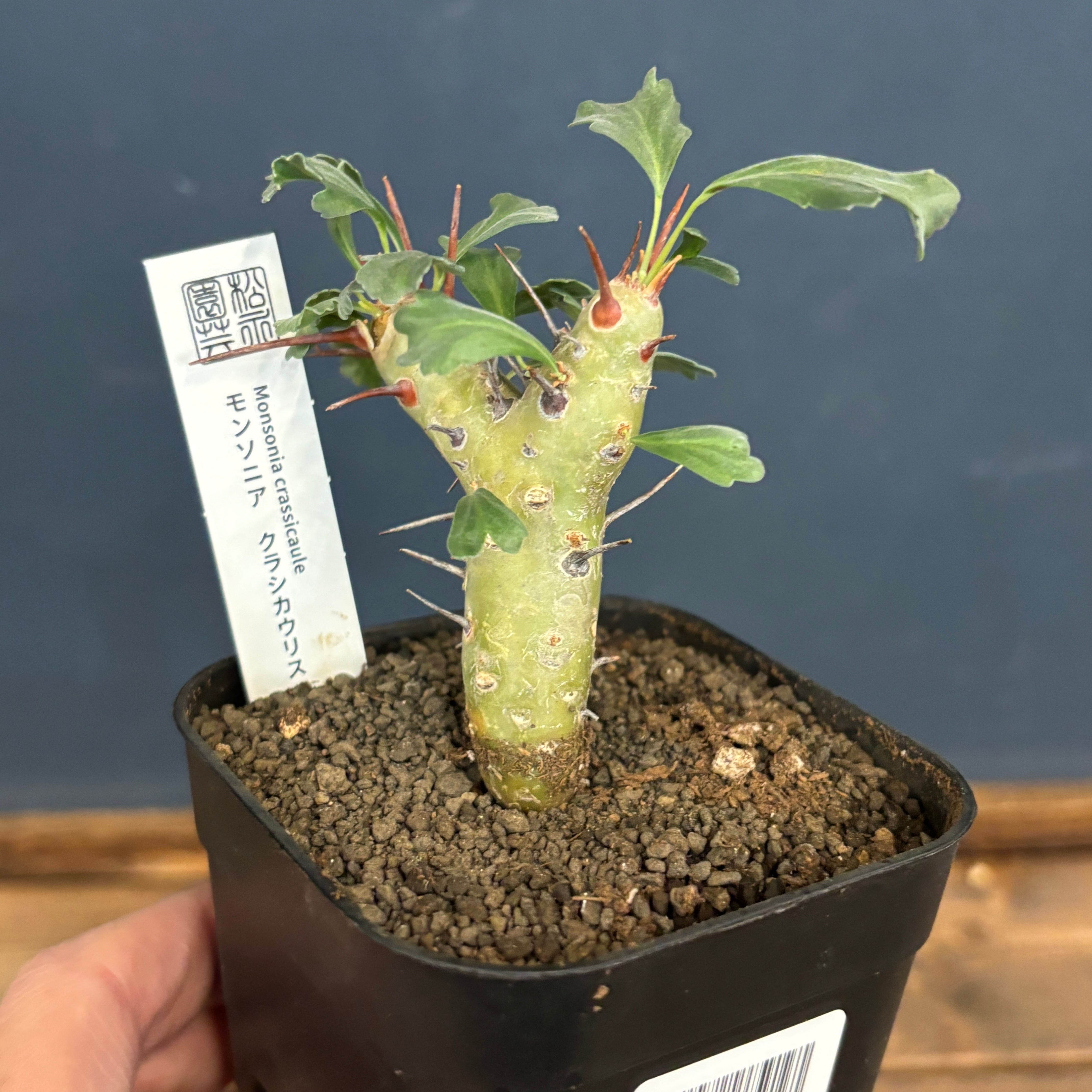 モンソニア クラシカウリス【1023】 | PROTOLEAF プロトリーフ