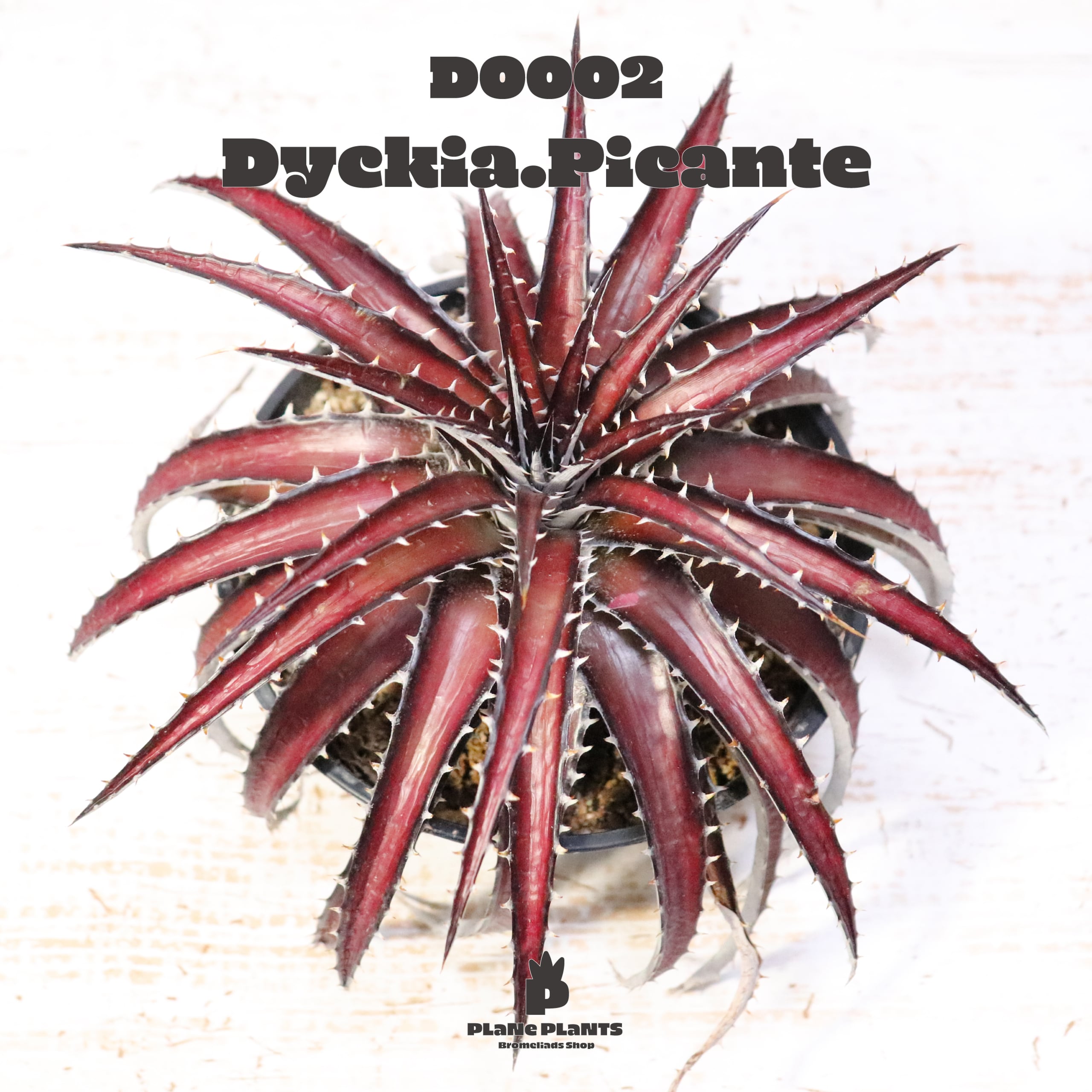 【送料無料】picante〔ディッキア〕現品発送D0002